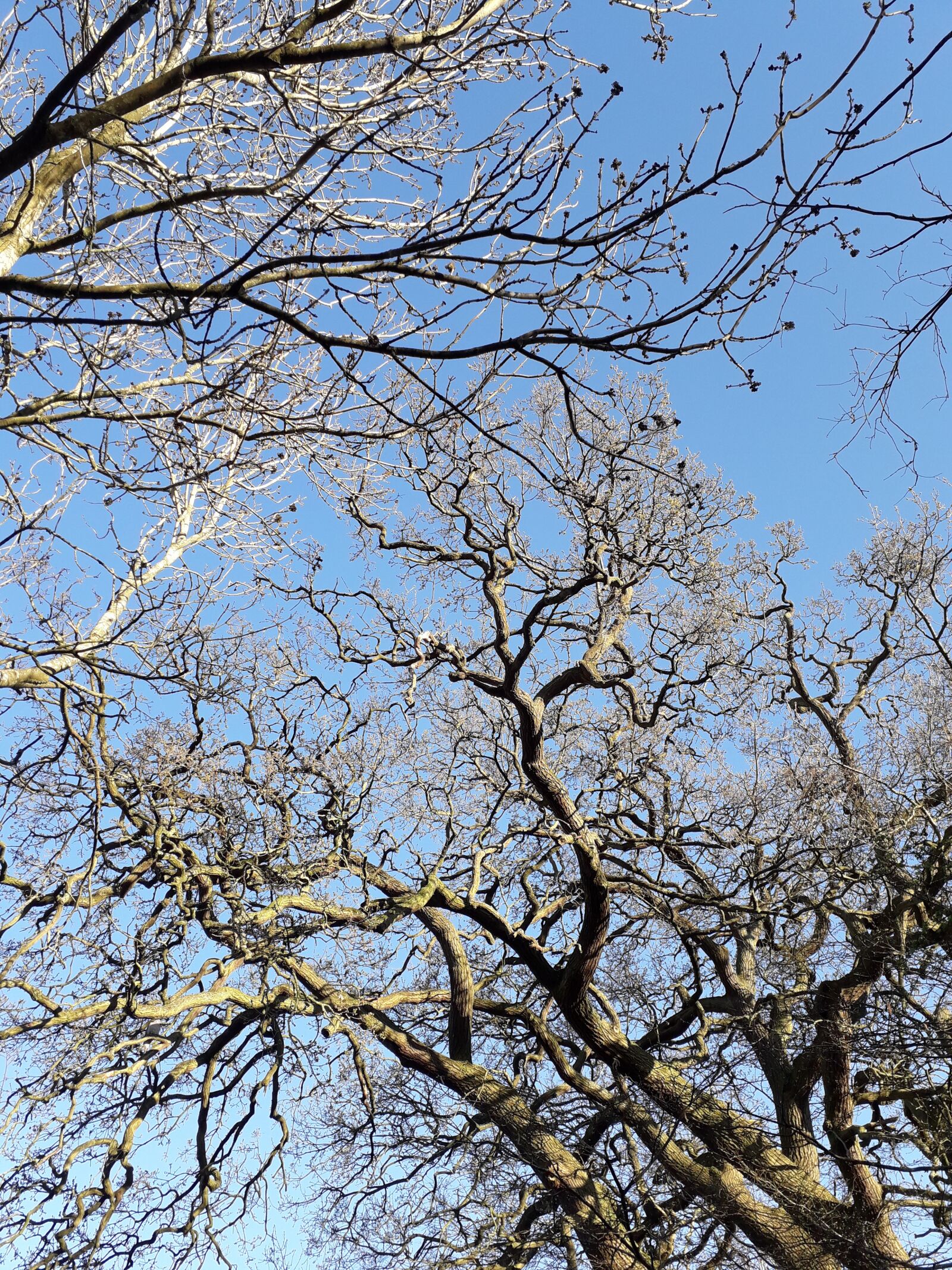 Samsung Galaxy J6 sample photo. Blue sky, trees, spring photography
