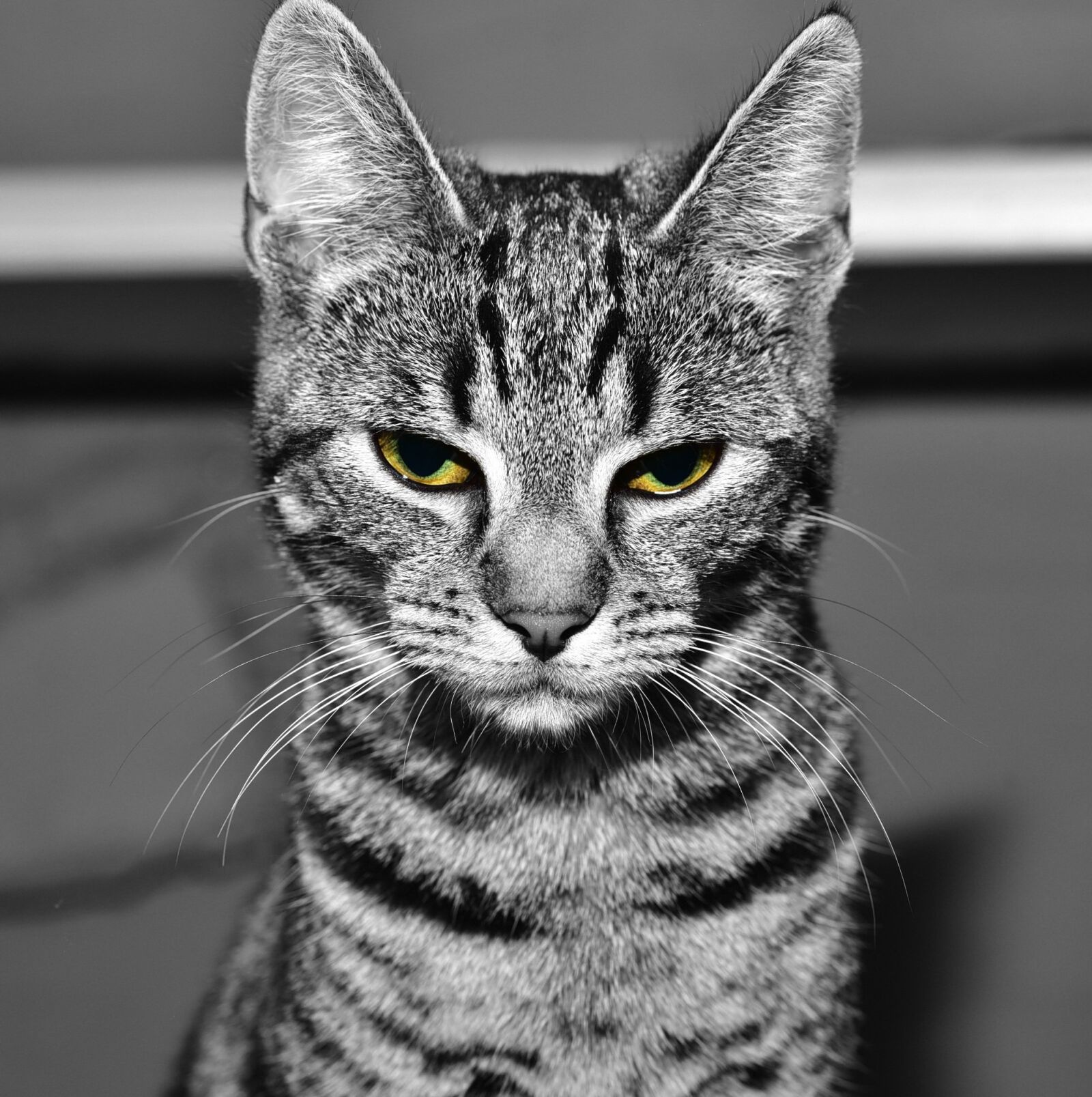 Nikon D750 sample photo. Cat, pet, animal photography