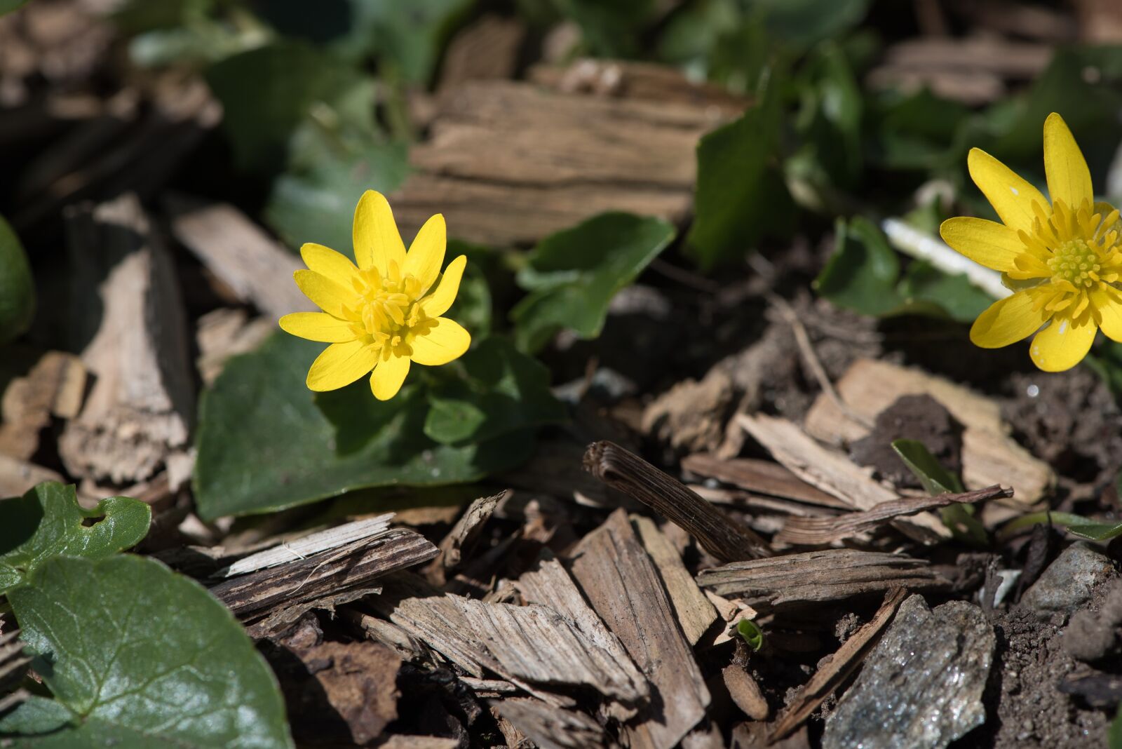 Nikon D750 sample photo. Celandine, yellow, nature photography