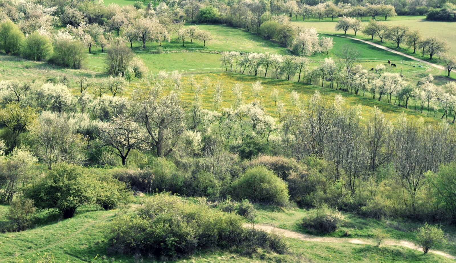 Nikon D5000 sample photo. Spring, cherry blossom, trees photography
