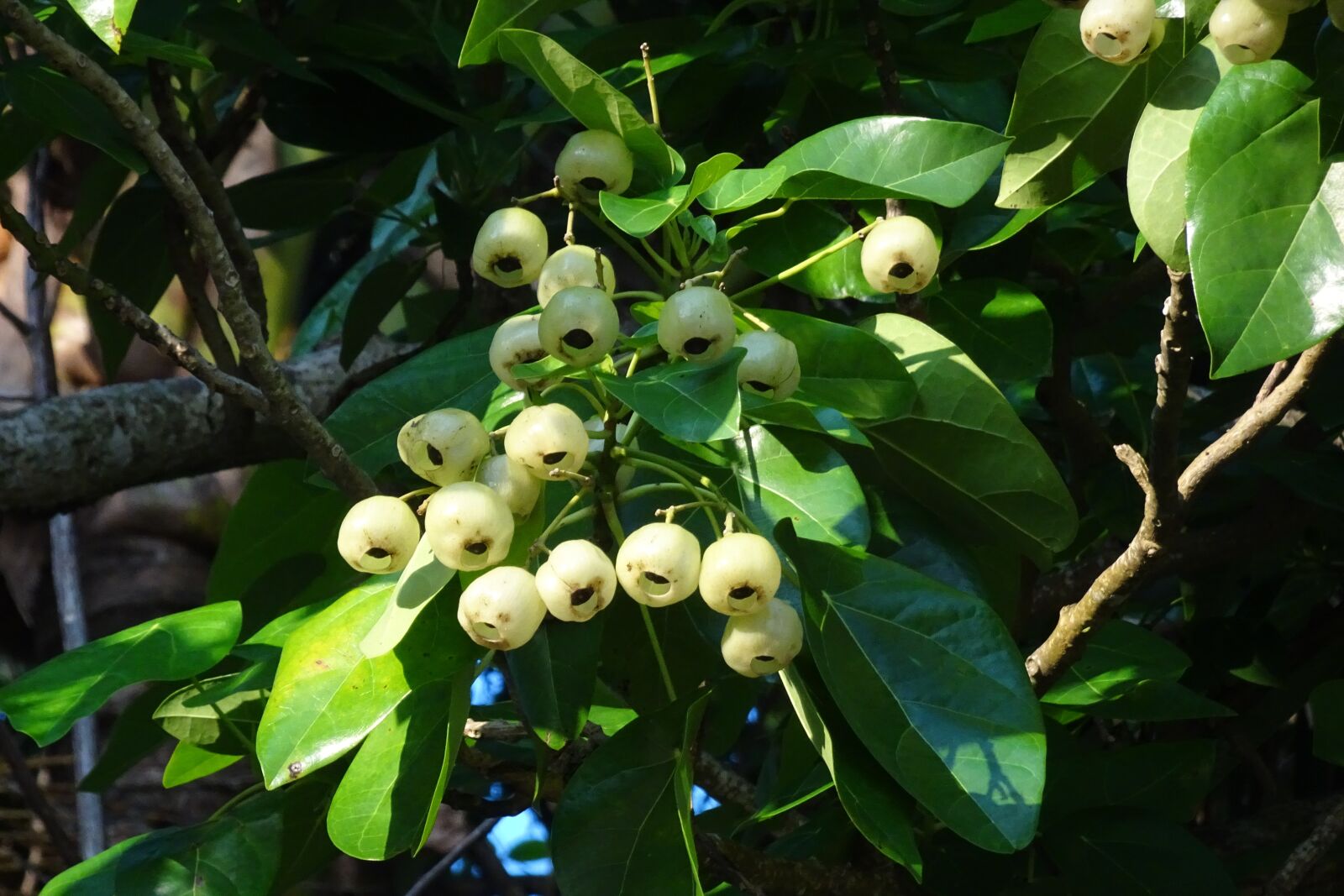 Sony Cyber-shot DSC-HX90V sample photo. Plant, fruit, lantern tree photography