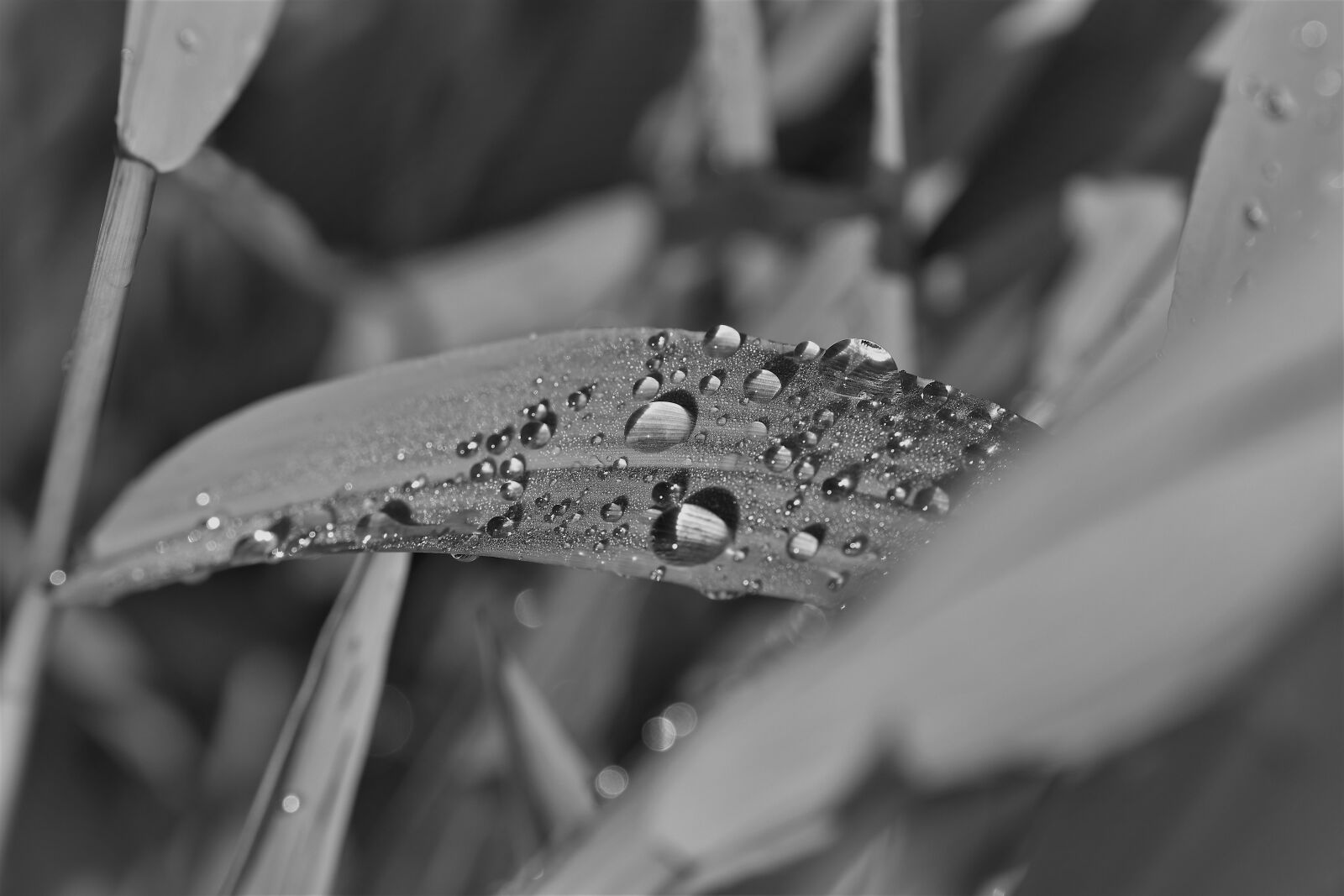 Nikon D5500 sample photo. Black and white, plant photography