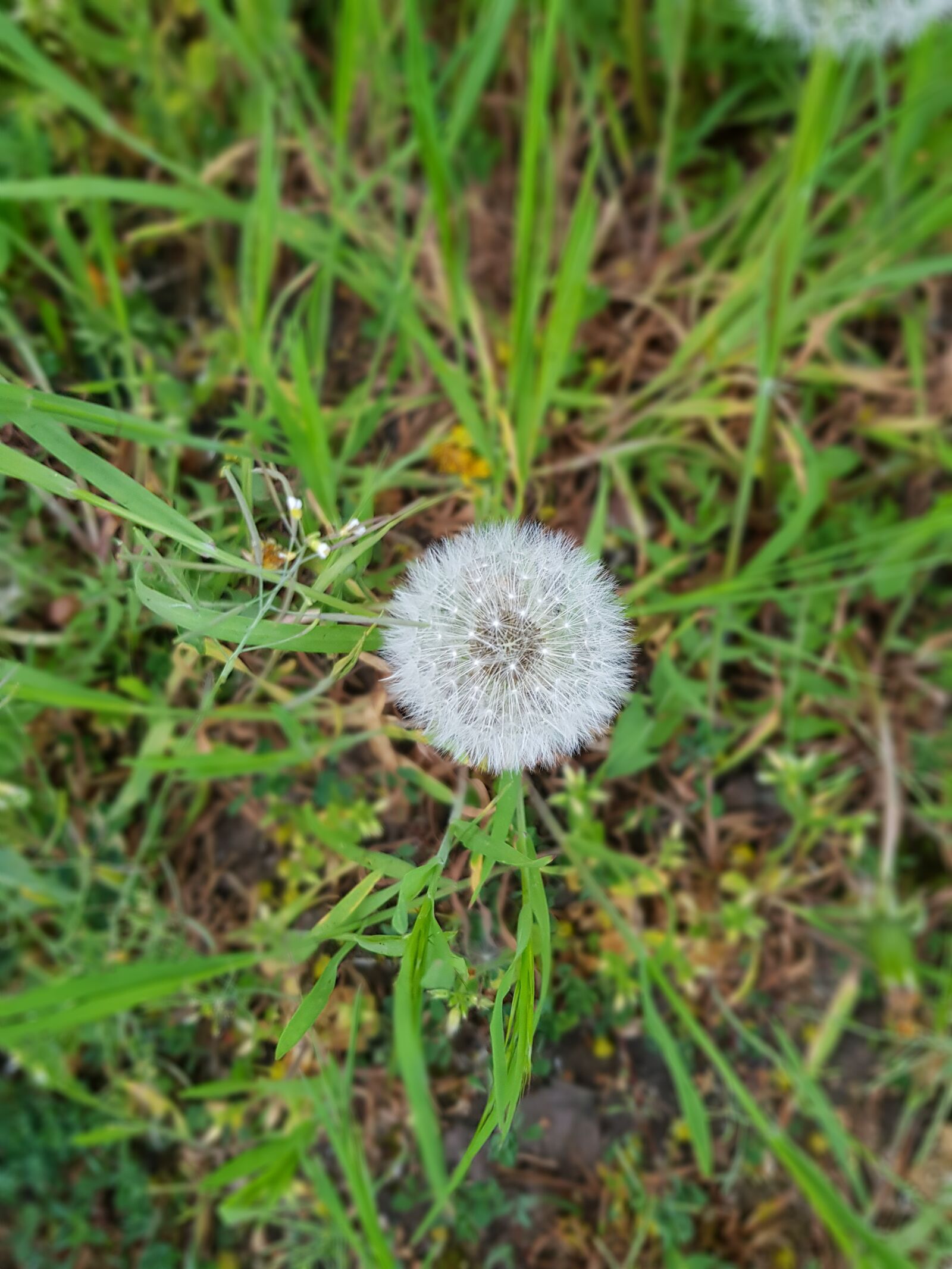 Samsung Galaxy S8 sample photo. Dandelion, plant, park photography