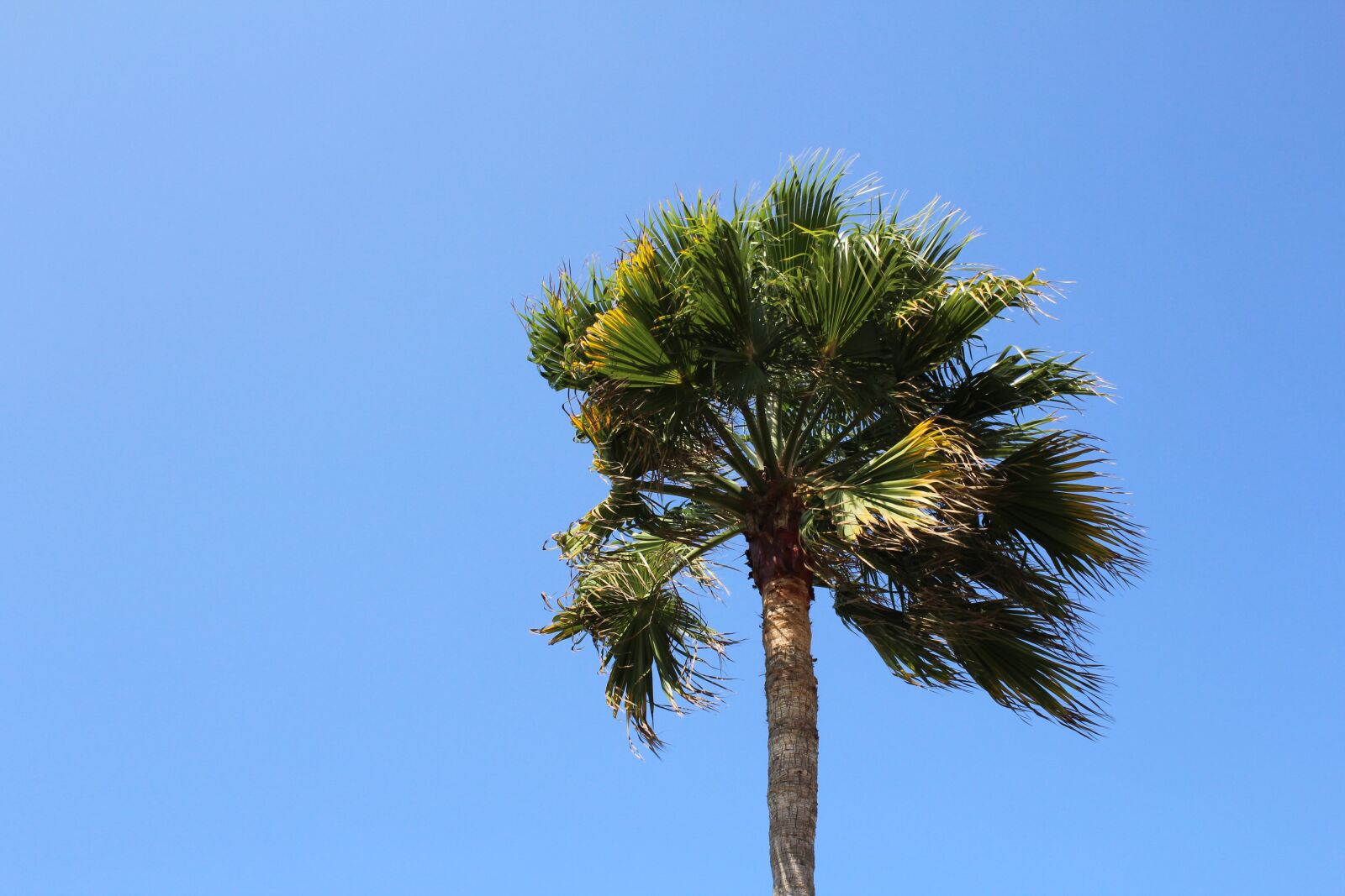 Canon EOS 600D (Rebel EOS T3i / EOS Kiss X5) sample photo. Palm, tree, sky photography