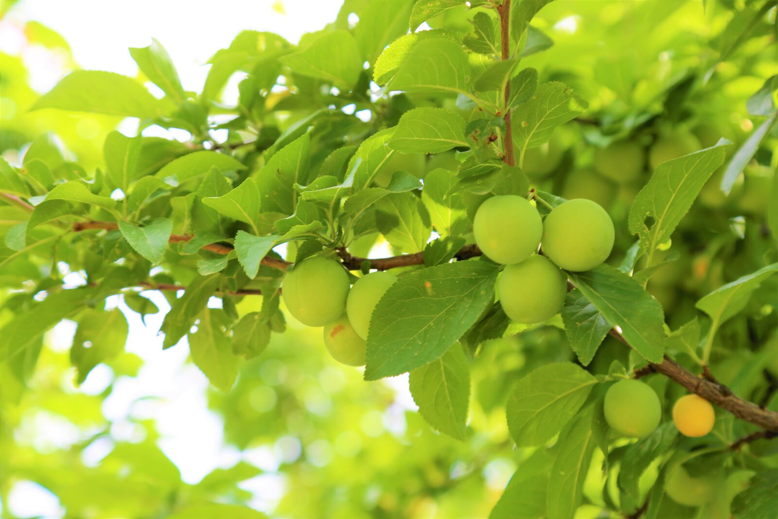 Canon EOS 5D Mark III sample photo. Tree, fruit, garden photography