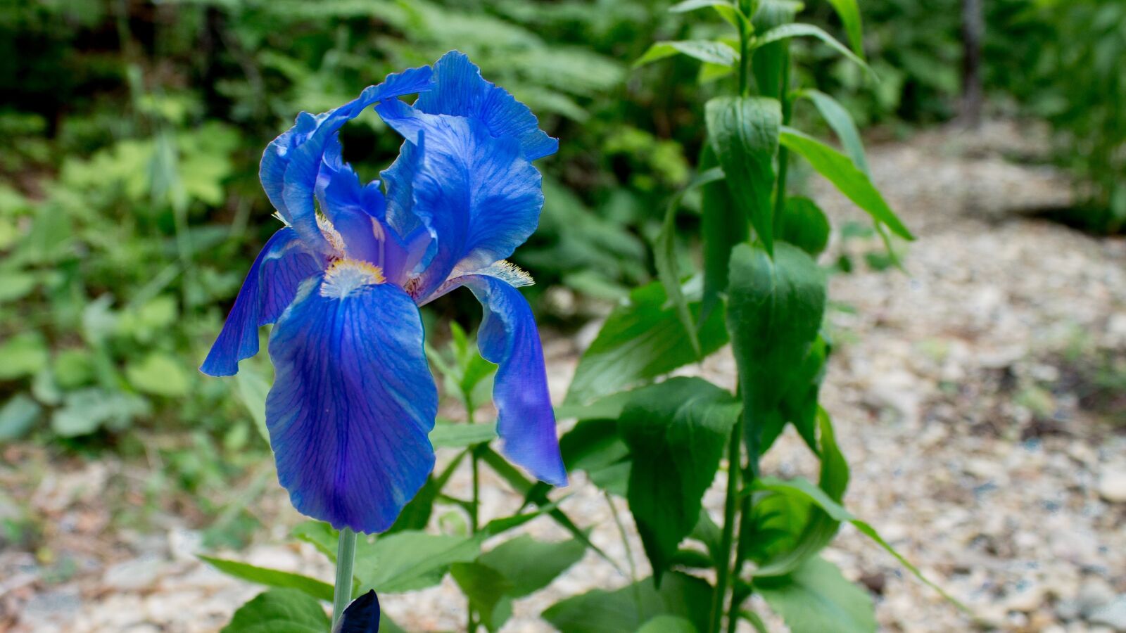 Canon EOS 1100D (EOS Rebel T3 / EOS Kiss X50) sample photo. Iris, flower, blue photography