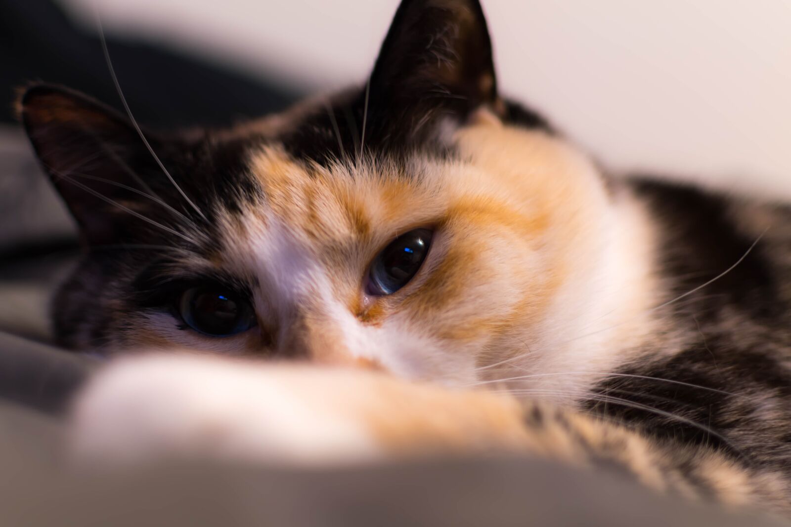 Nikon D500 sample photo. Cat, feline, animal photography