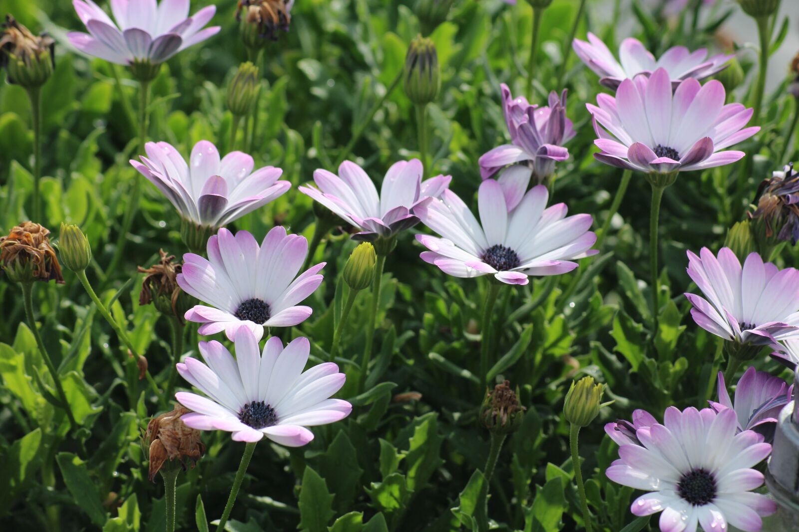 Canon EOS 1200D (EOS Rebel T5 / EOS Kiss X70 / EOS Hi) sample photo. Osteospermum, purple flowers, african photography