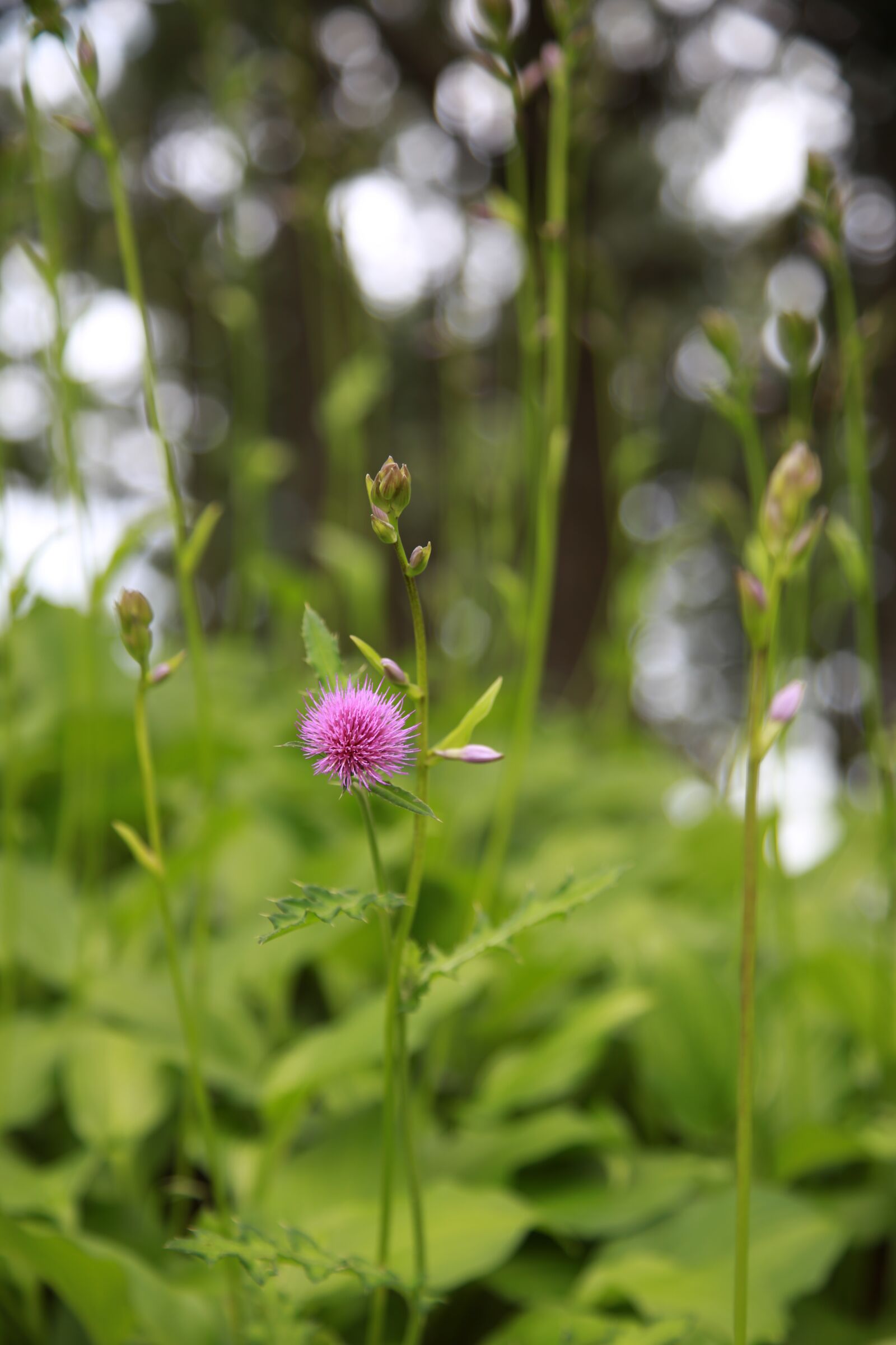 Canon EOS 6D + Canon EF 24-105mm F4L IS USM sample photo. Flowers, wildflower, plants photography