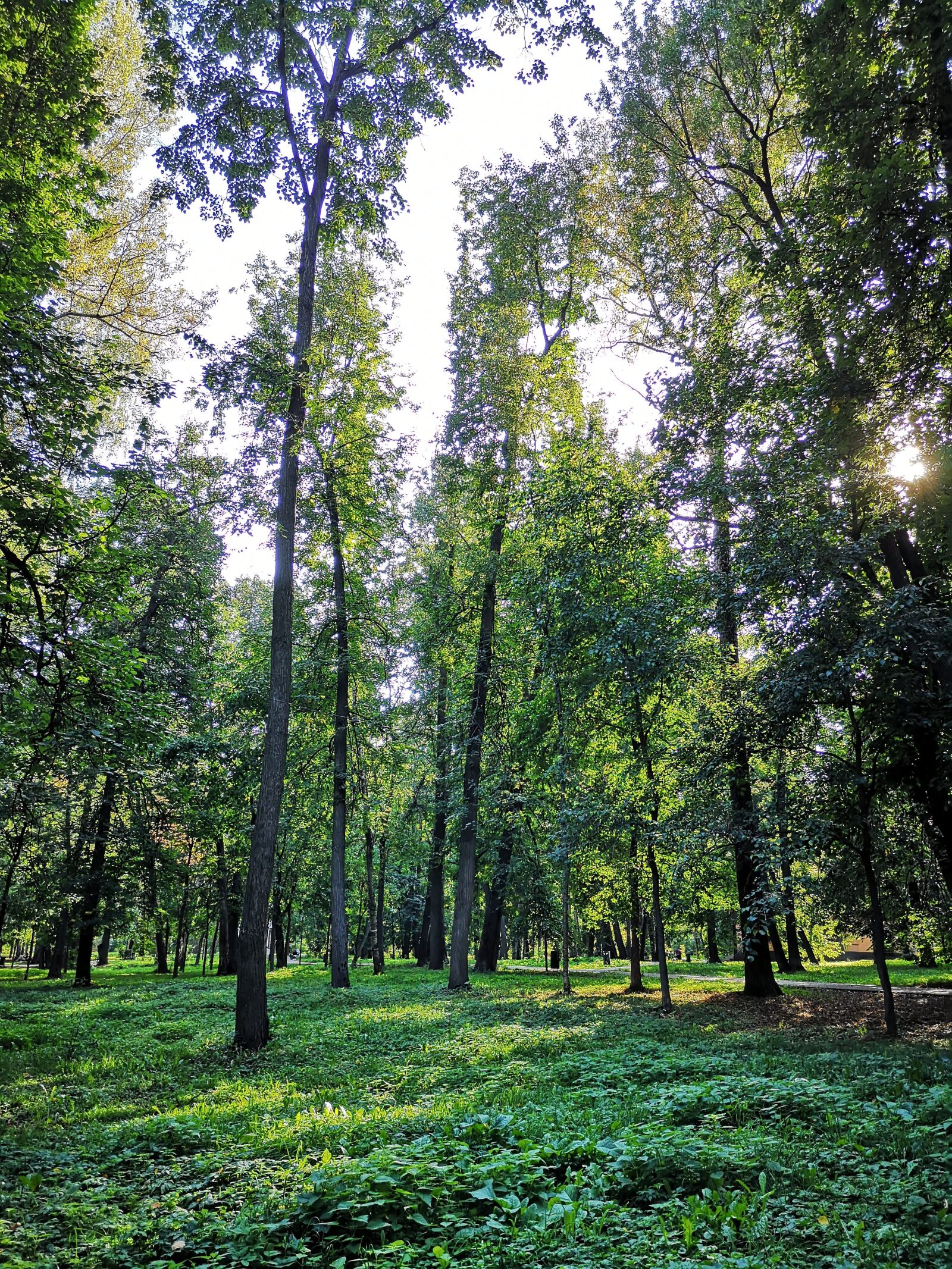HUAWEI P20 sample photo. Forest, greens, nature photography