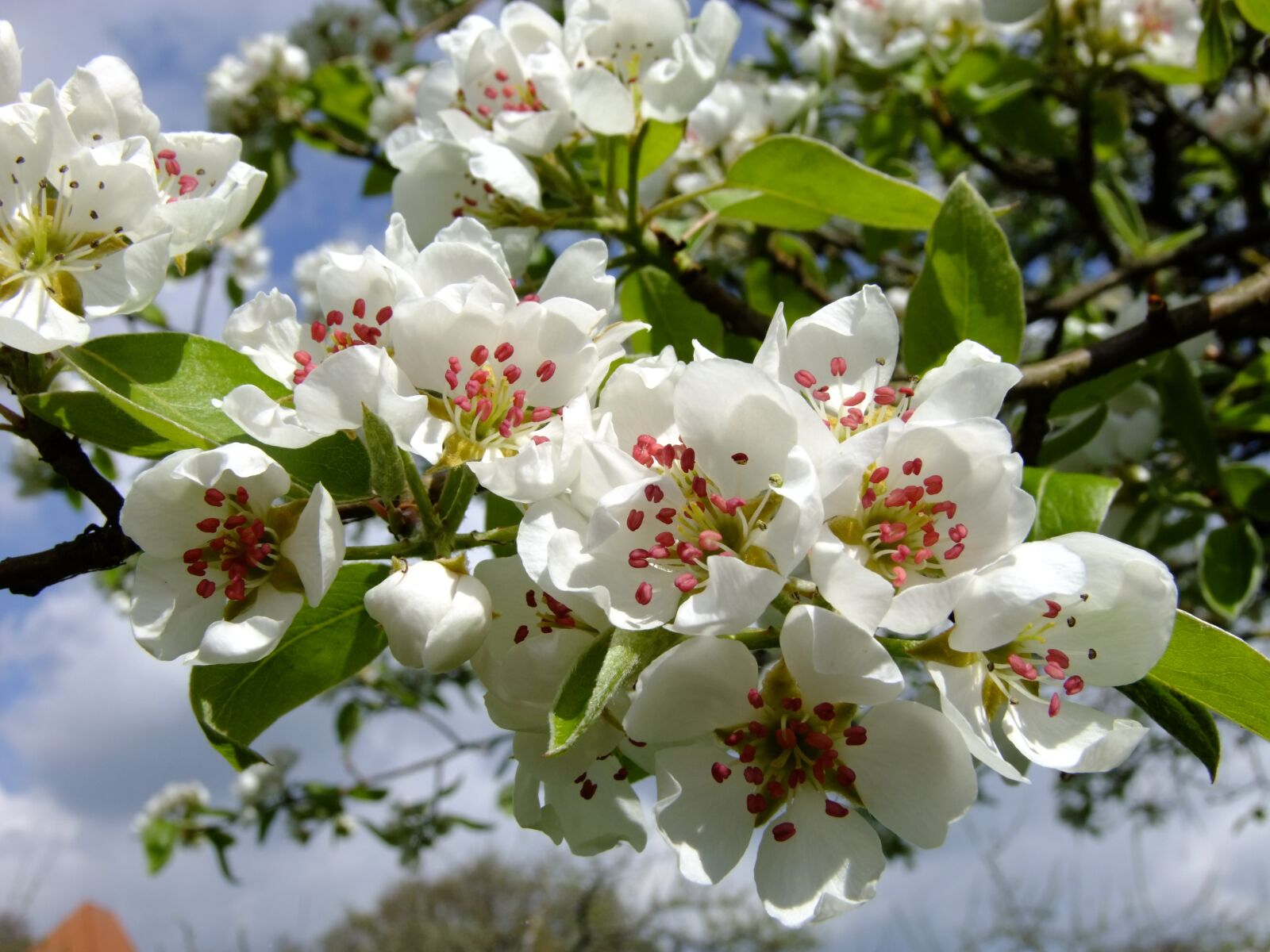 FujiFilm FinePix S200EXR (FinePix S205EXR) sample photo. Pear, pear blossom, spring photography