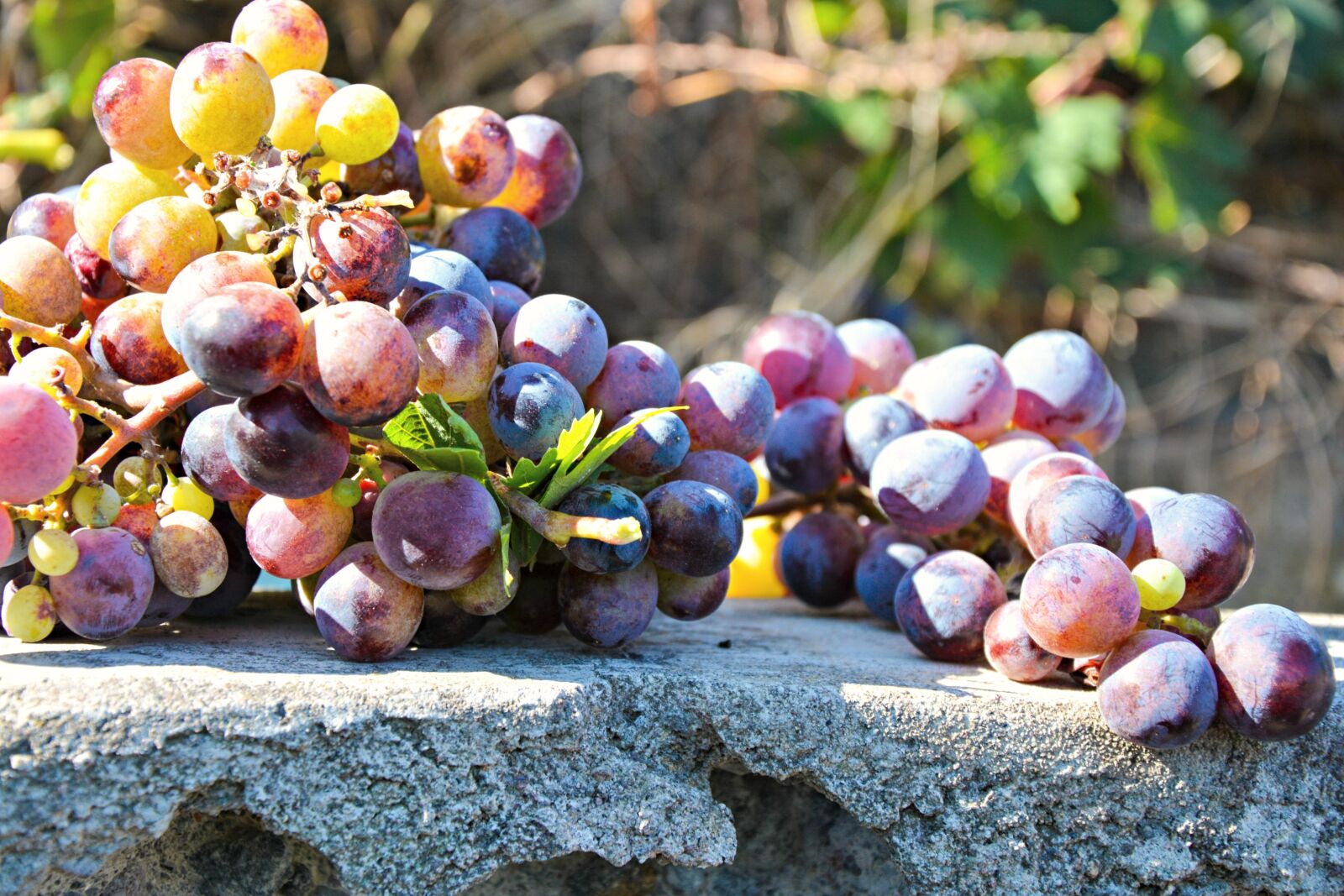 Nikon D7100 sample photo. Grapes, nature, food photography