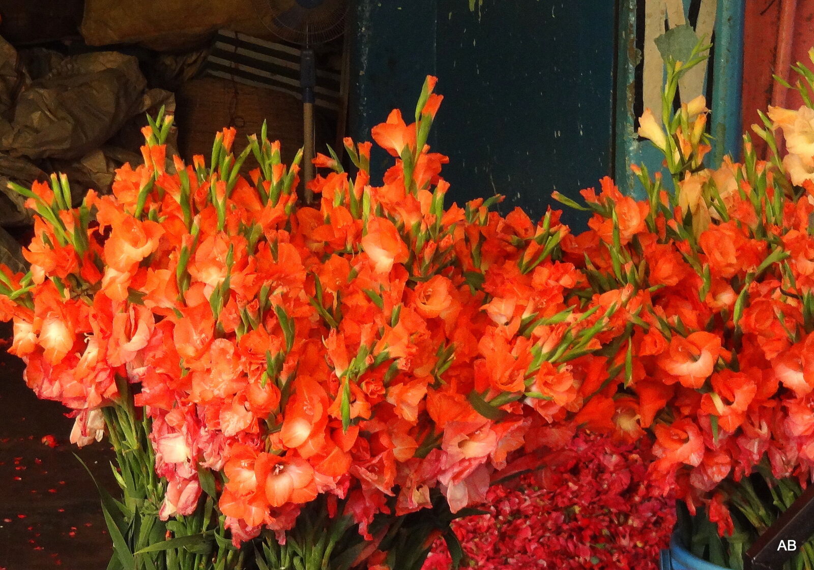 Sony Cyber-shot DSC-HX9V sample photo. Close, up, of, orange photography