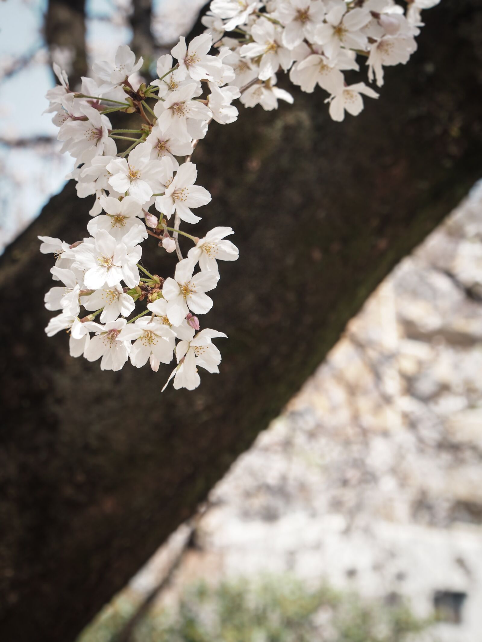 OLYMPUS M.12-50mm F3.5-6.3 sample photo. Cherry blossoms, japan, flowers photography
