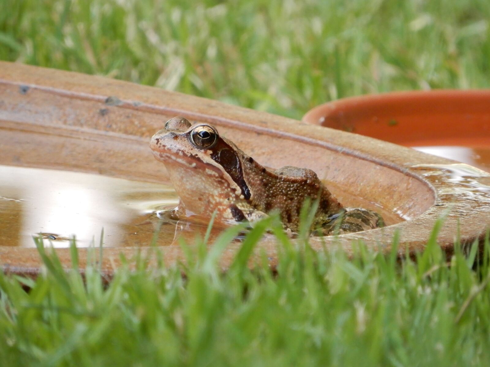 Nikon Coolpix A900 sample photo. Jumping frog is sitting photography