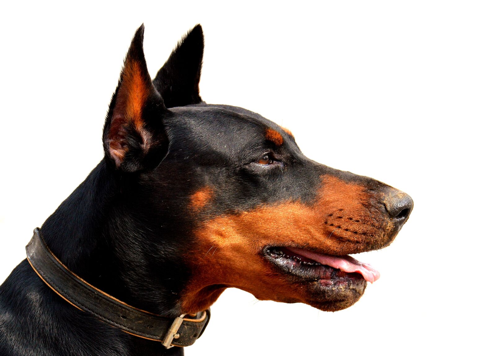 Nikon D3200 sample photo. Dog, doberman, animal world photography