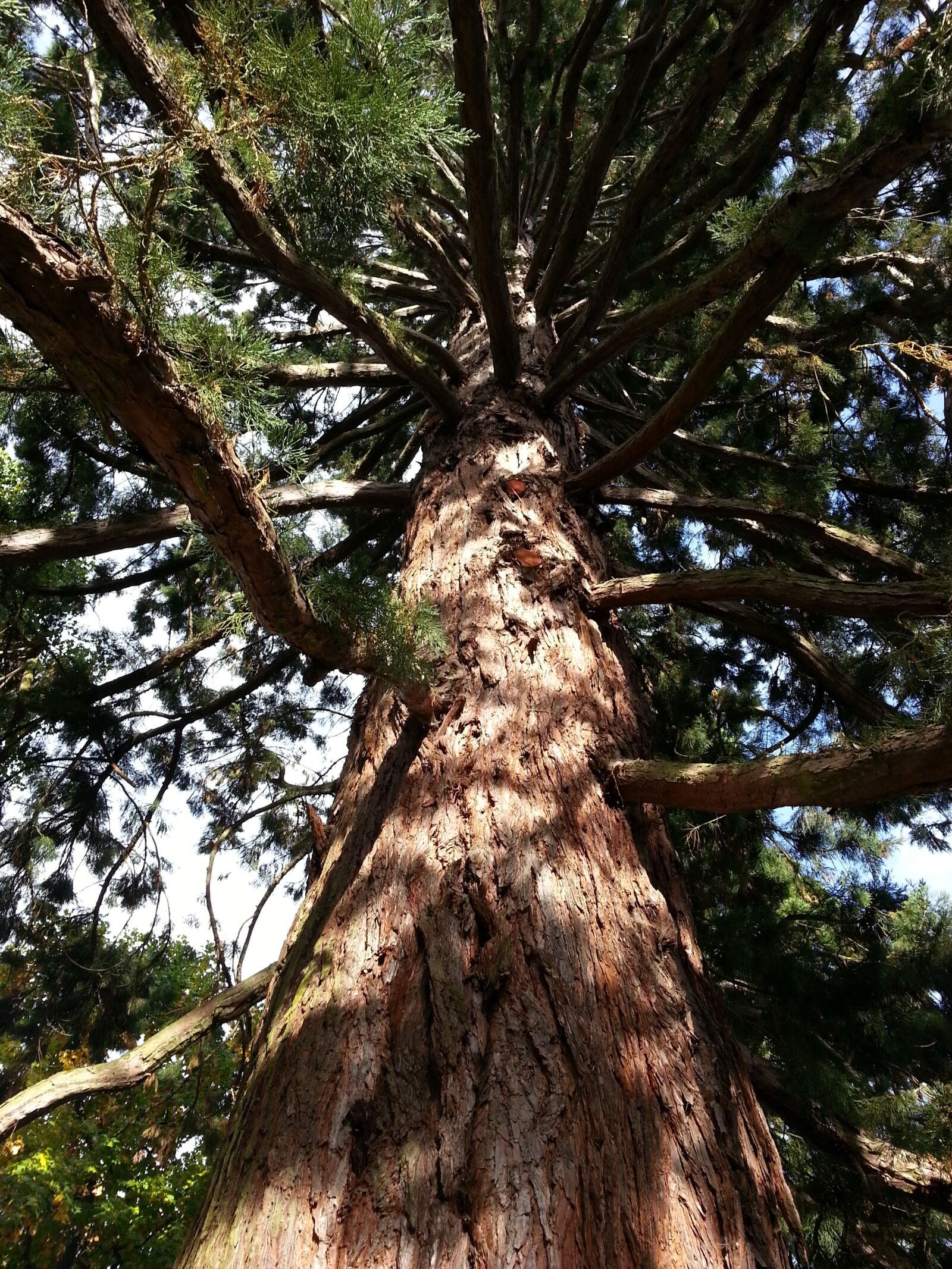 Samsung Galaxy S3 sample photo. Sequoia, tree, branches photography