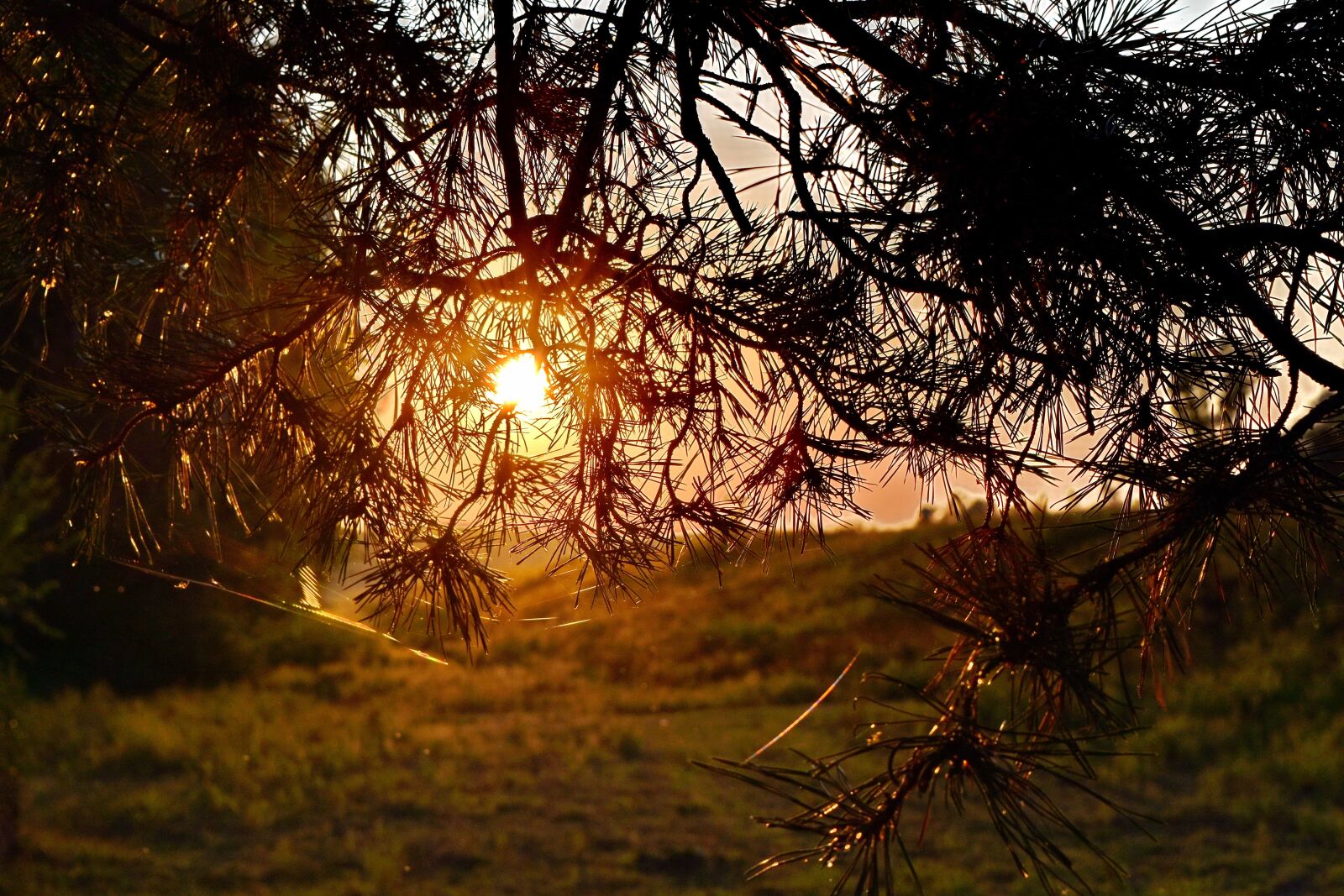 Nikon D5500 sample photo. Backlight, branch, conifers, landscape photography