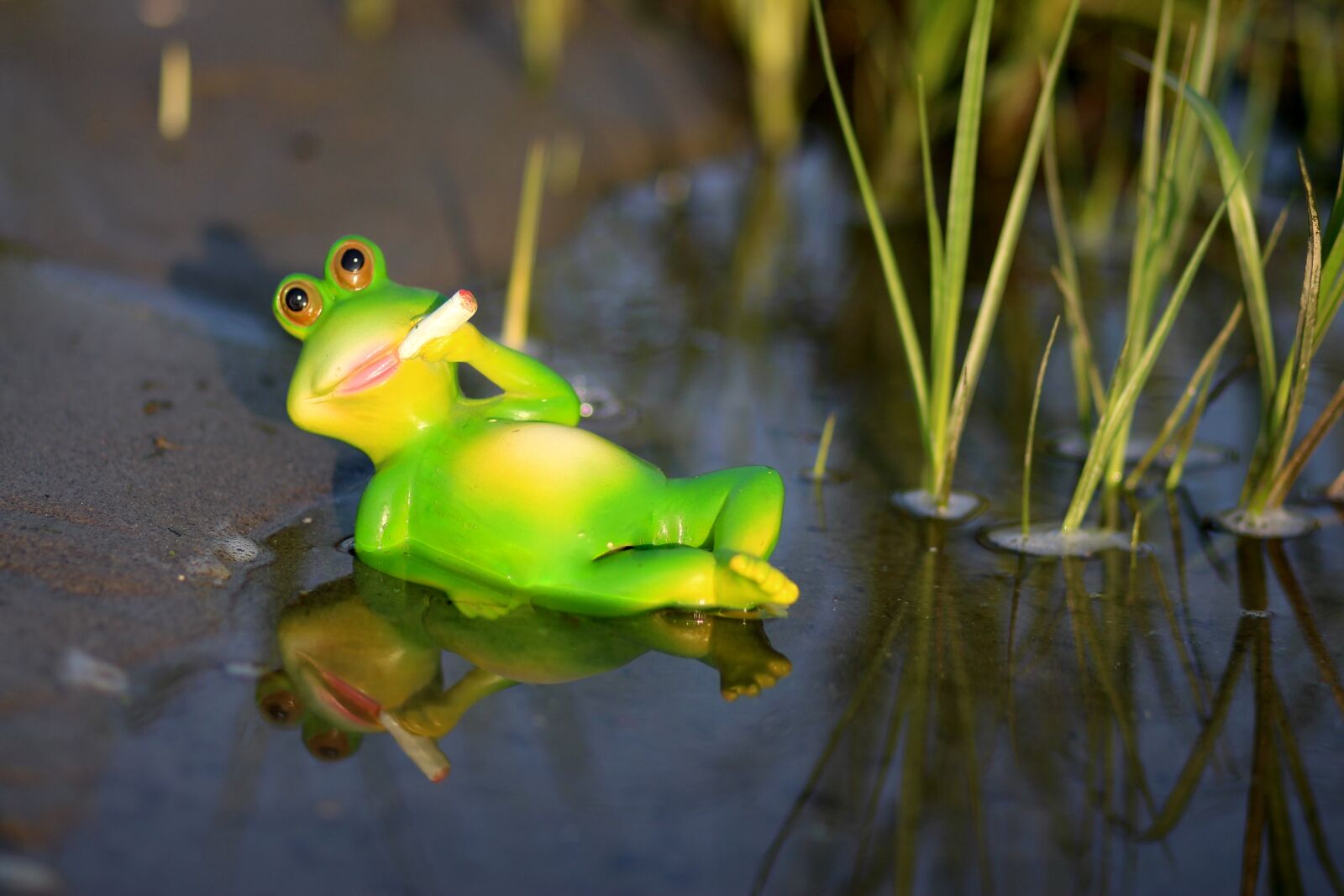 Canon EOS 700D (EOS Rebel T5i / EOS Kiss X7i) + Canon EF 85mm F1.8 USM sample photo. Frog, water, lazy photography