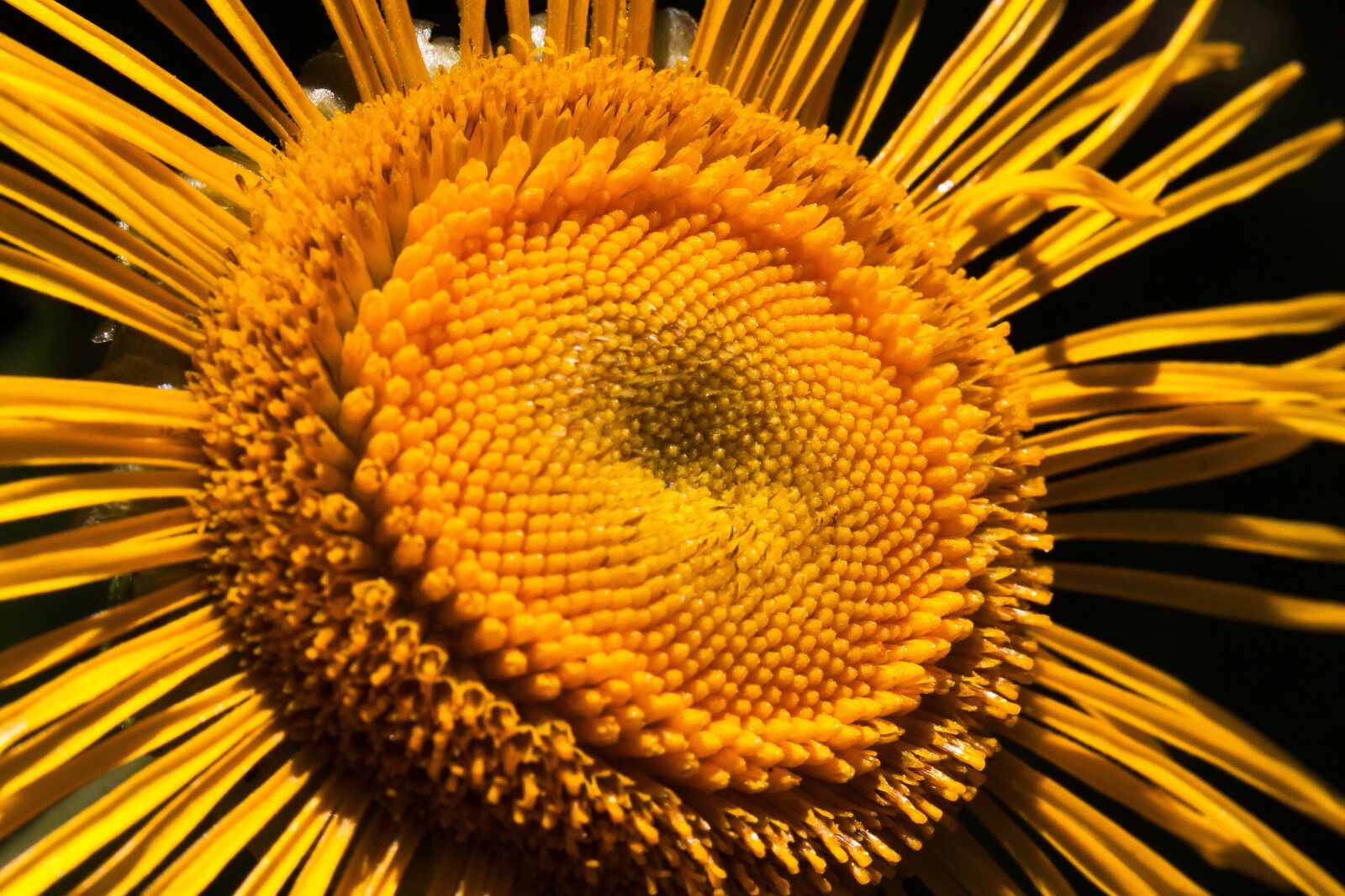 Canon EOS 50D sample photo. Inula, flower, yellow photography