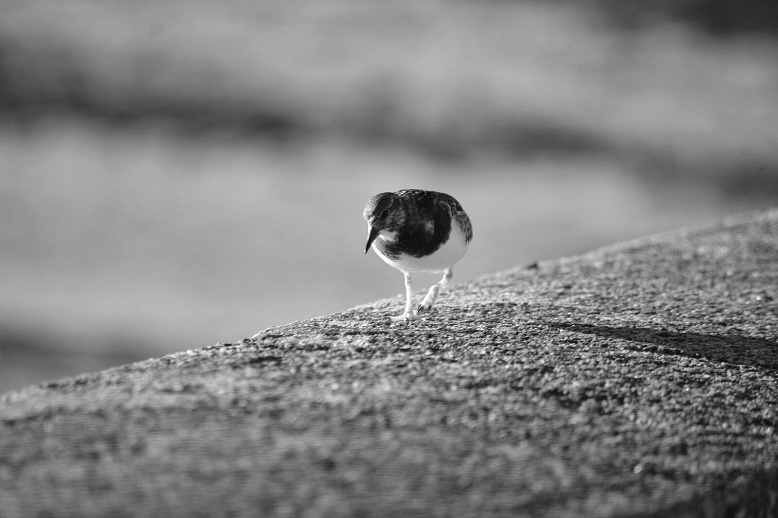 Nikon D5200 sample photo. Animalier, faune, gravelot, la photography