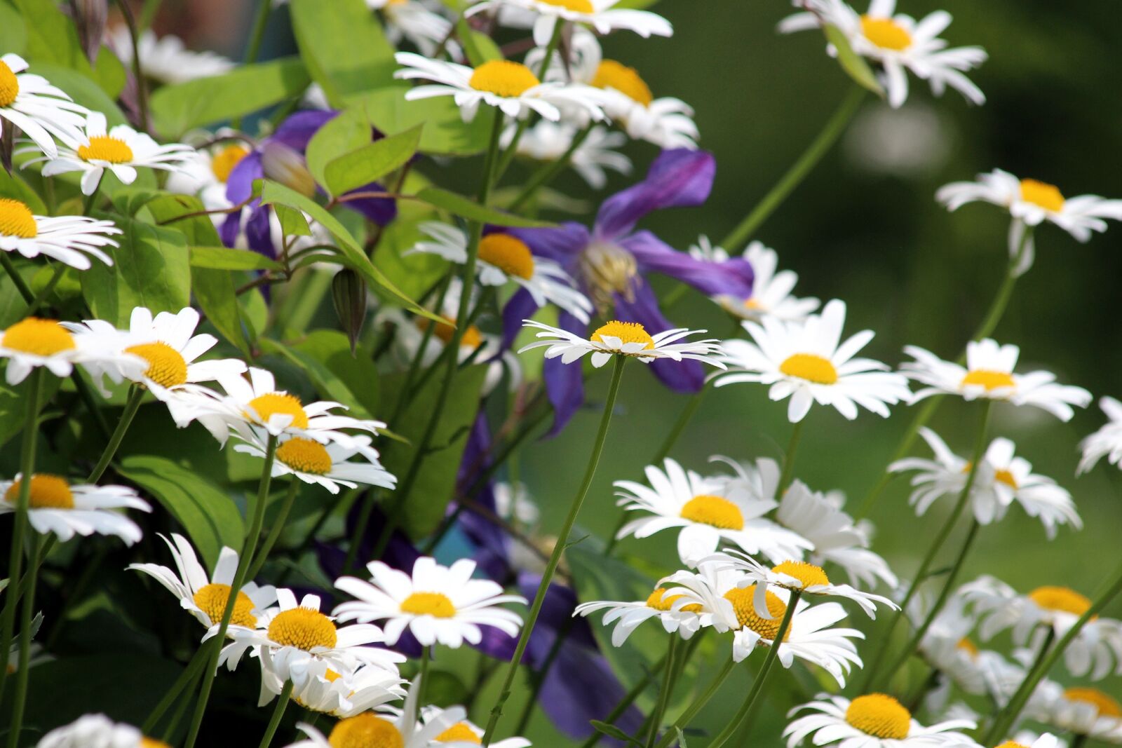 Canon EOS 650D (EOS Rebel T4i / EOS Kiss X6i) sample photo. Chamomile, flowers, nature photography