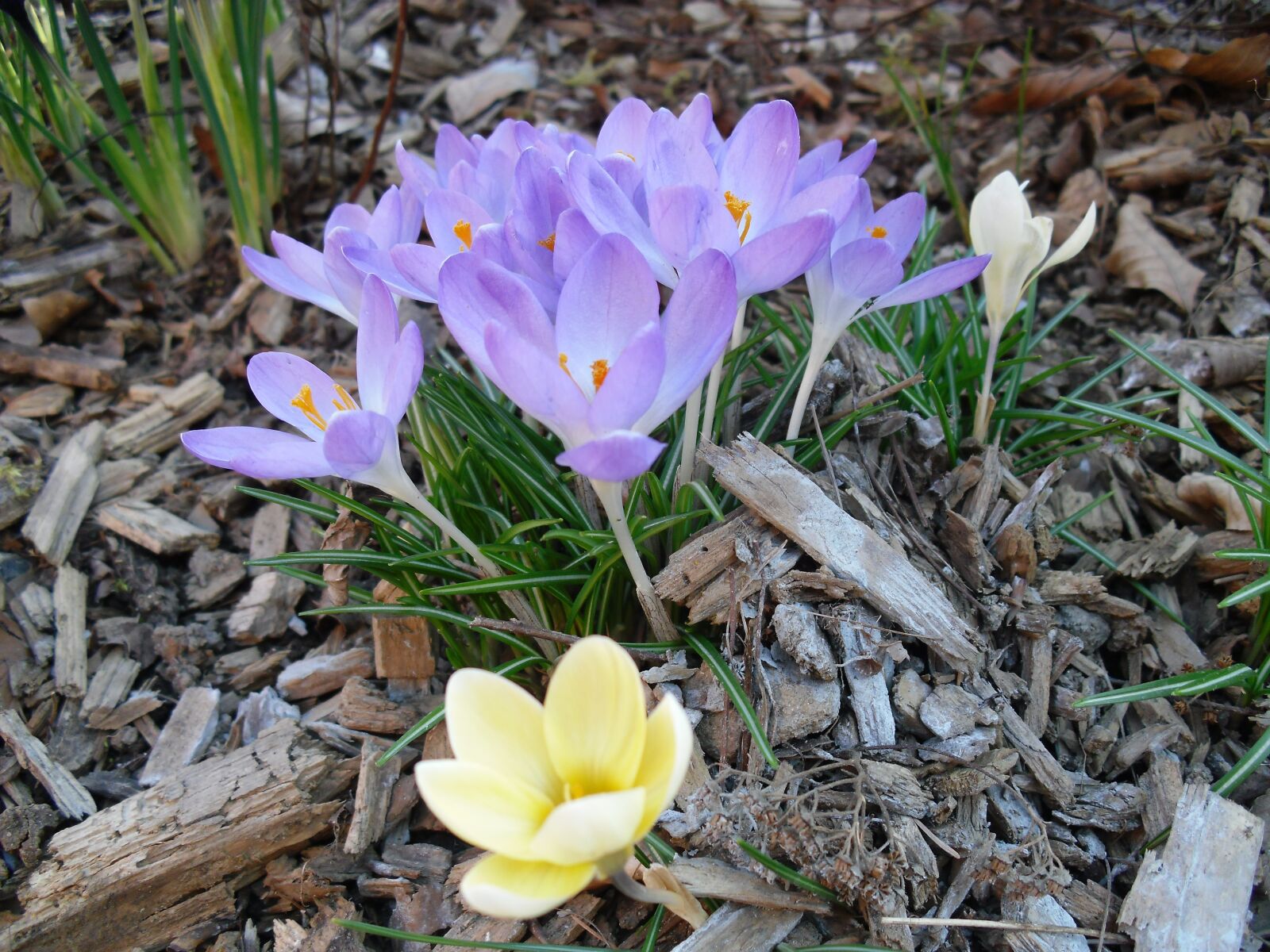CASIO EX-Z37 sample photo. Flower, blossom, bloom photography