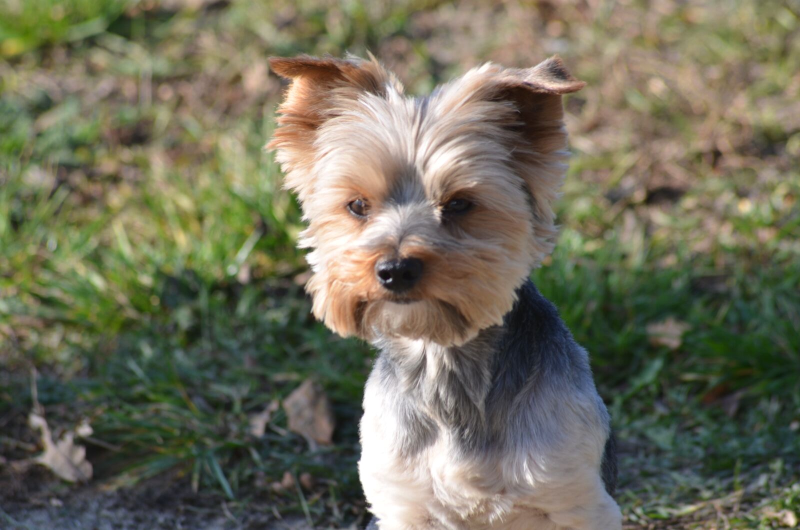 Nikon D7000 sample photo. Sweet, charming, dog photography