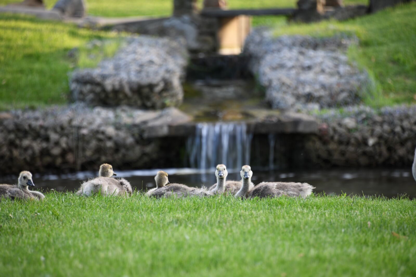 Nikon D850 sample photo. Geese, gosling, gaggle photography