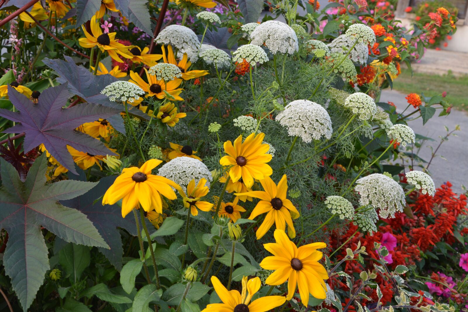 Nikon D5200 sample photo. Flowers, massif, parterre photography