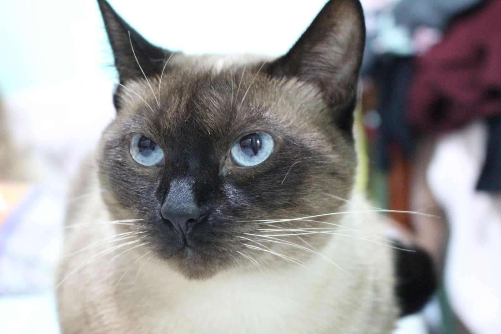 Canon EOS 100D (EOS Rebel SL1 / EOS Kiss X7) sample photo. Cat, blue eyes, siamese photography