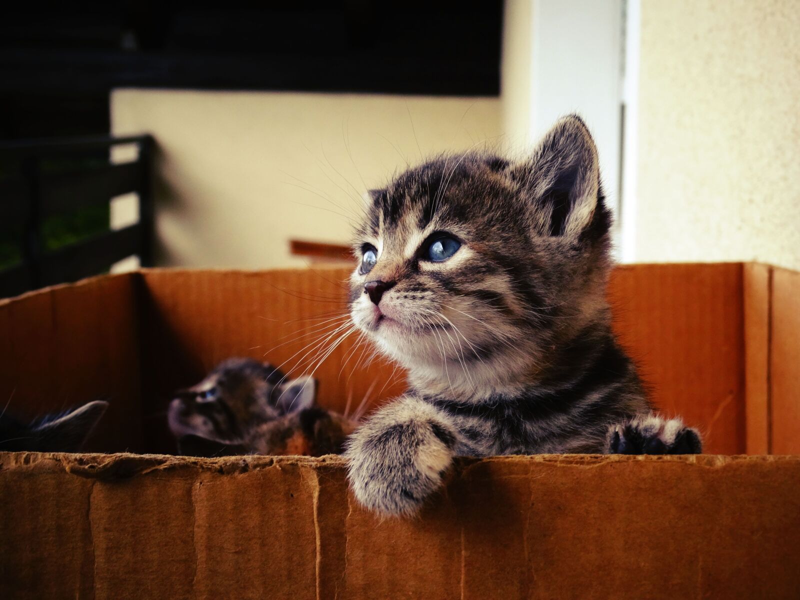 Sony Cyber-shot DSC-HX400V sample photo. Baby cat, sweet, pet photography