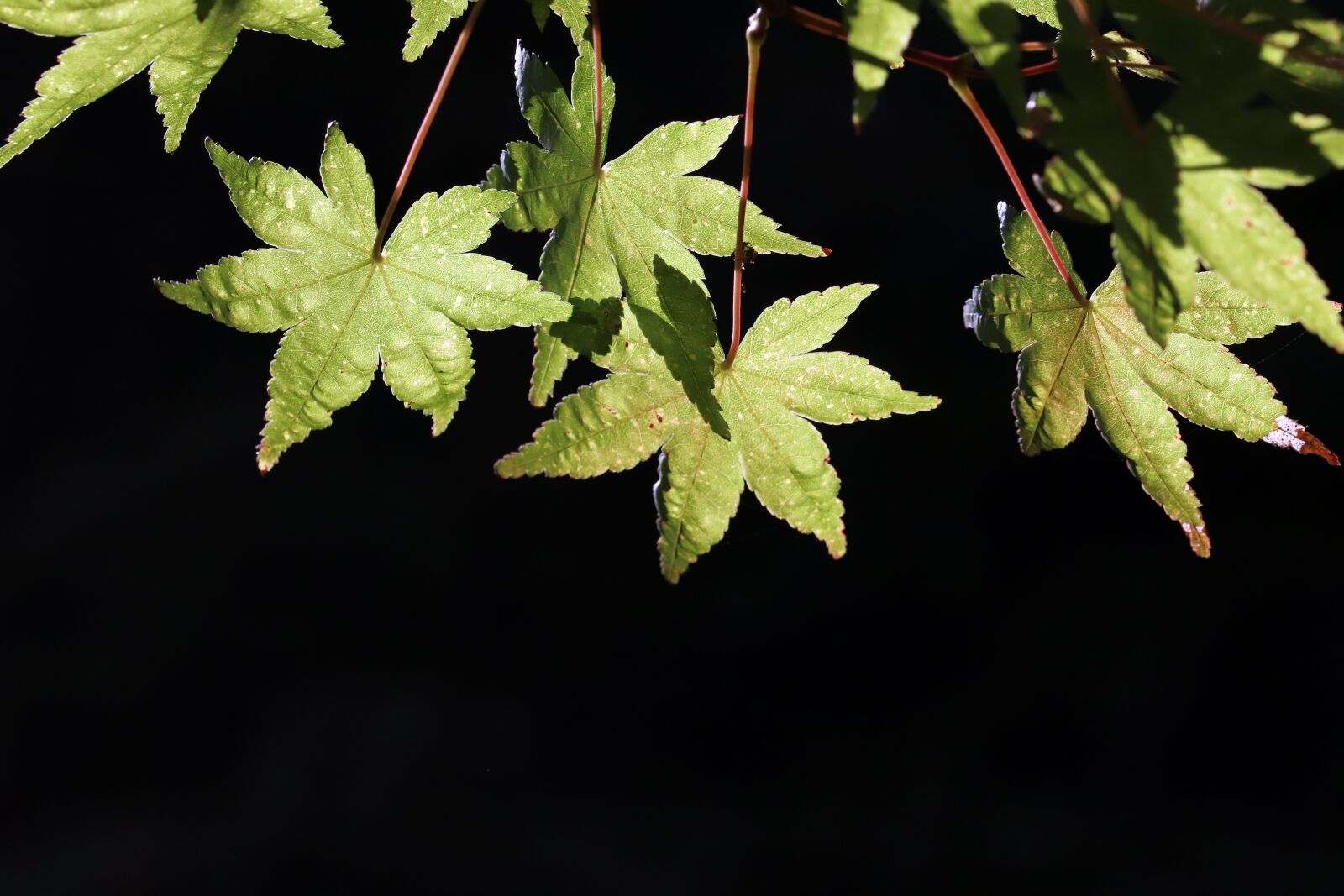 Canon EOS 800D (EOS Rebel T7i / EOS Kiss X9i) sample photo. Autumn leaves, autumn, maple photography