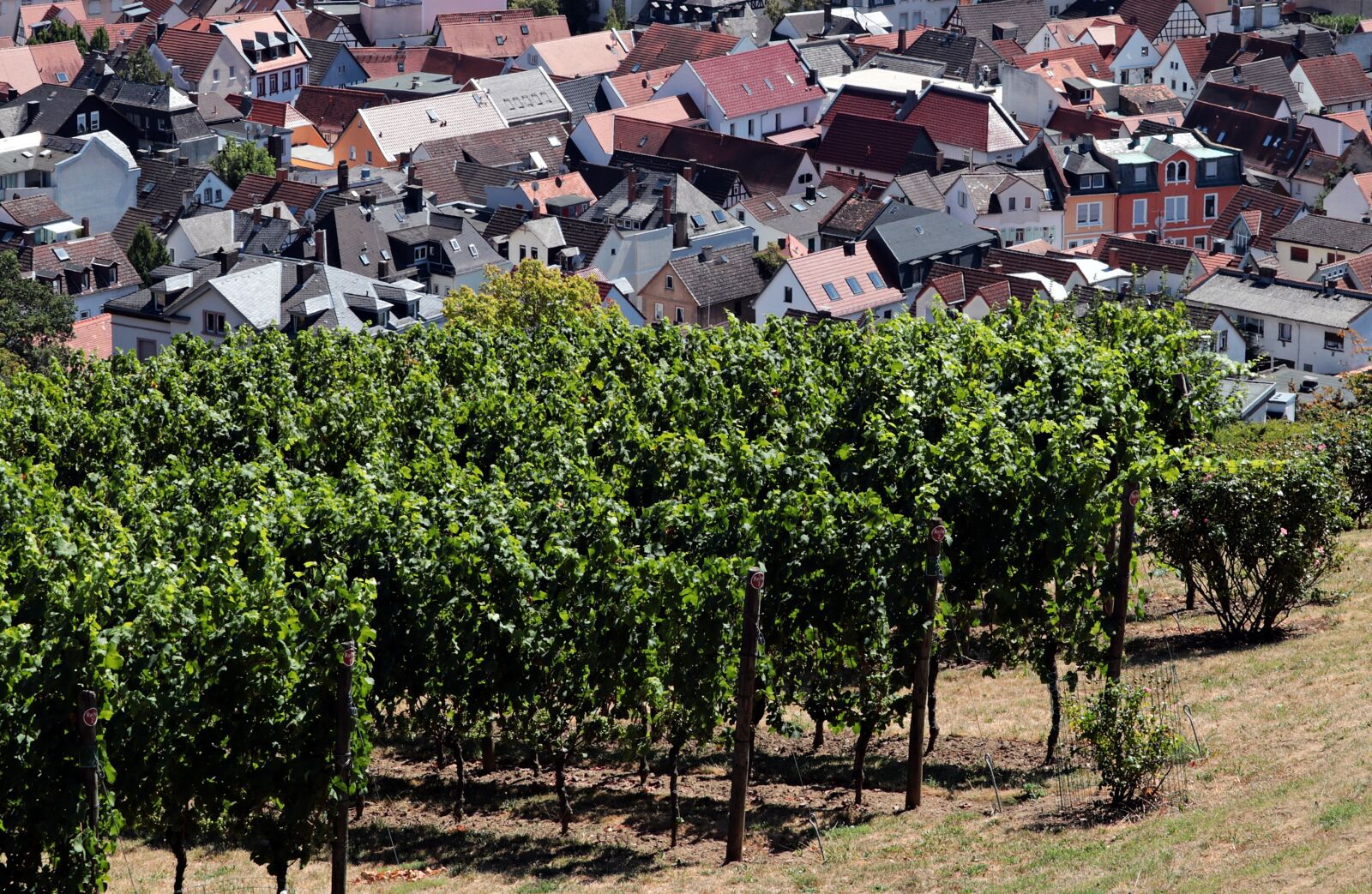 Canon EF-S 55-250mm F4-5.6 IS STM sample photo. Vineyard, city, germany photography