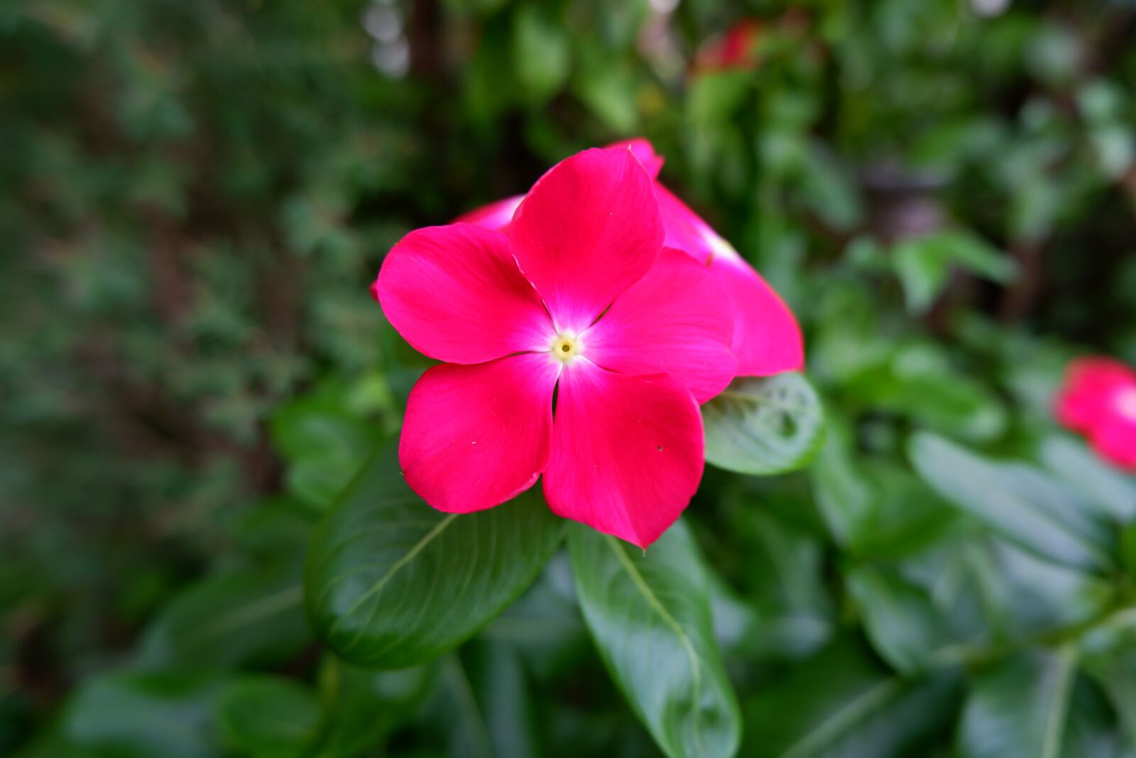 Fujifilm X-A5 sample photo. Flower, tropical flower, wayside photography