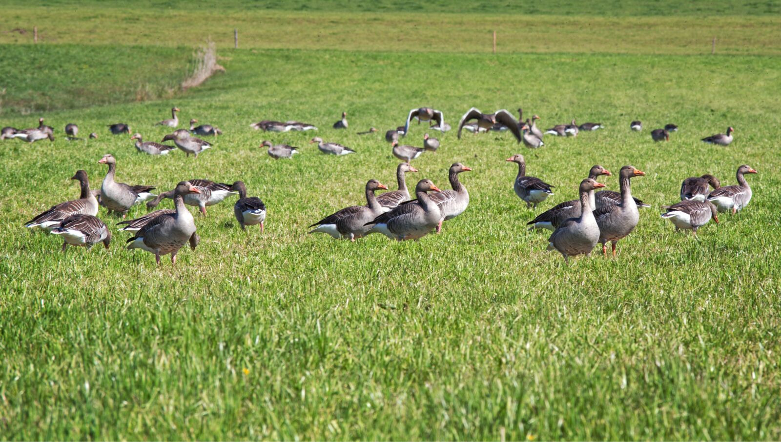 55.0-200.0mm f/4.0-f/5.6 sample photo. Grey geese, migratory bird photography