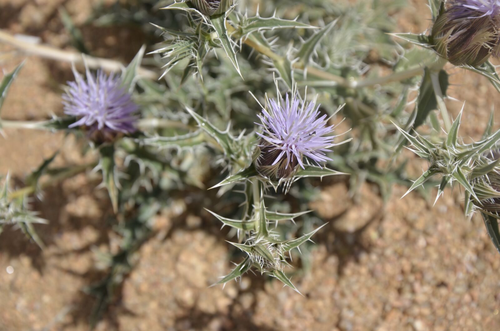 Nikon D5100 sample photo. Diestel, flower, desert photography