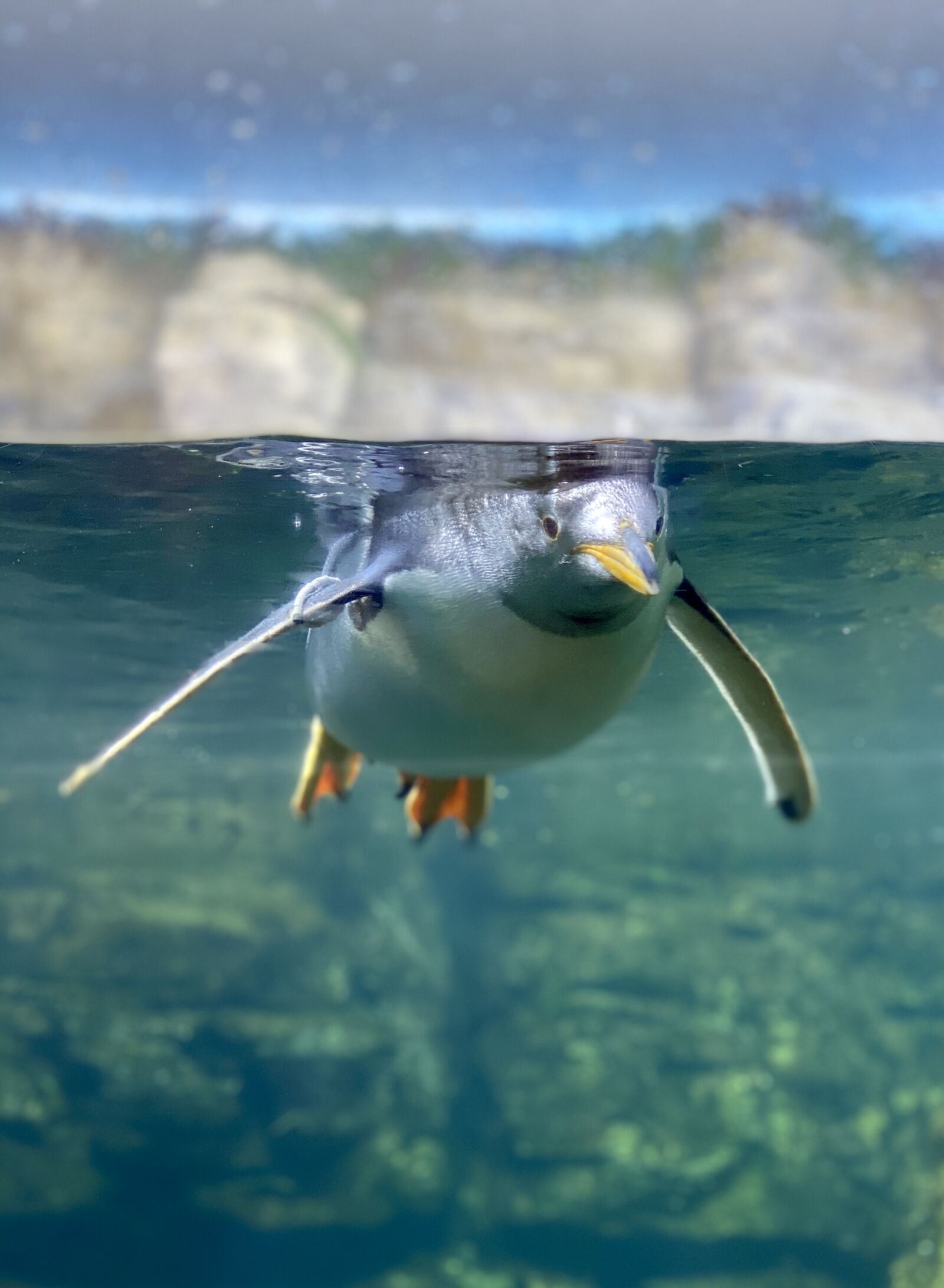 Apple iPhone 11 Pro sample photo. Penguin, animal, ave photography