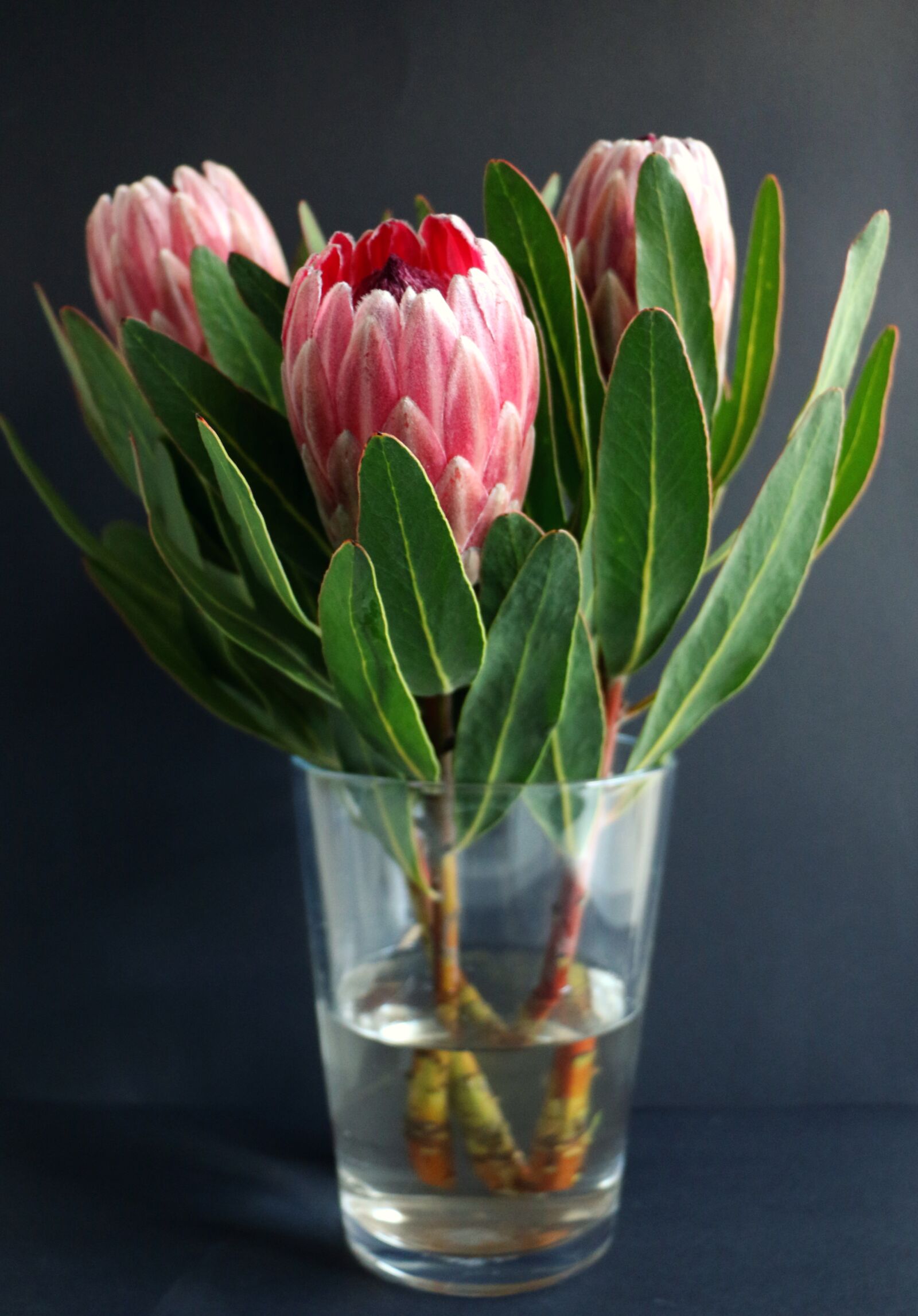 Canon EOS 70D sample photo. Protea, vase, flowers photography