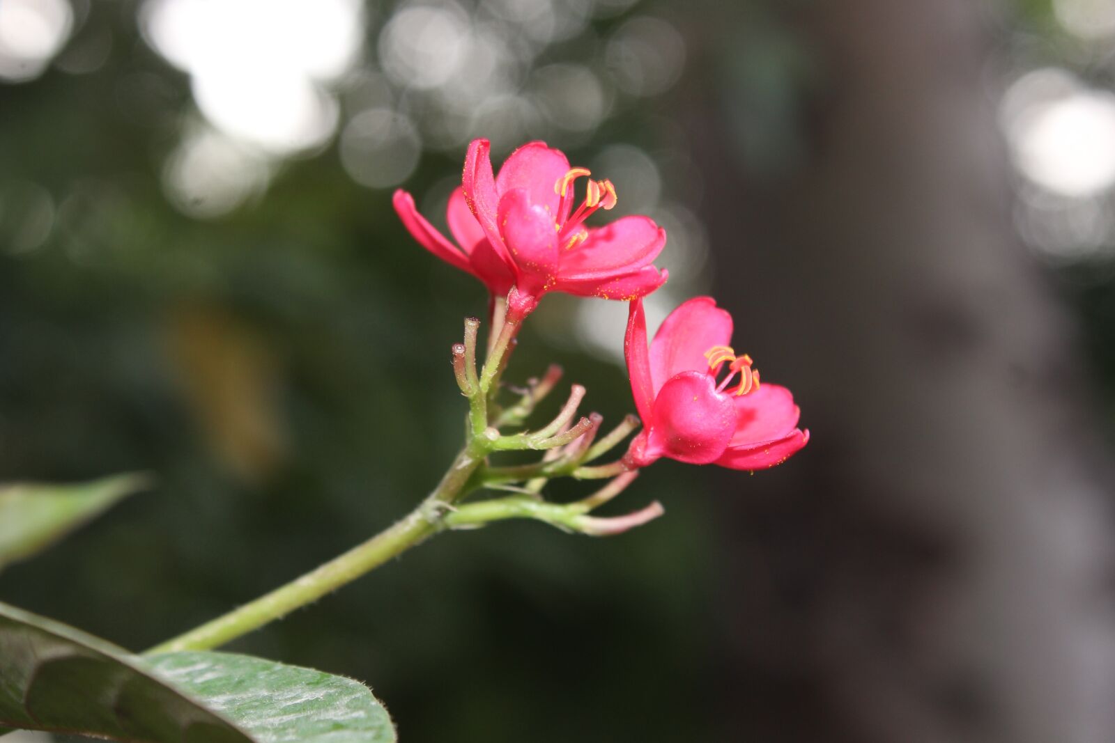 Canon EOS 700D (EOS Rebel T5i / EOS Kiss X7i) sample photo. Blossoms, flower, pink photography
