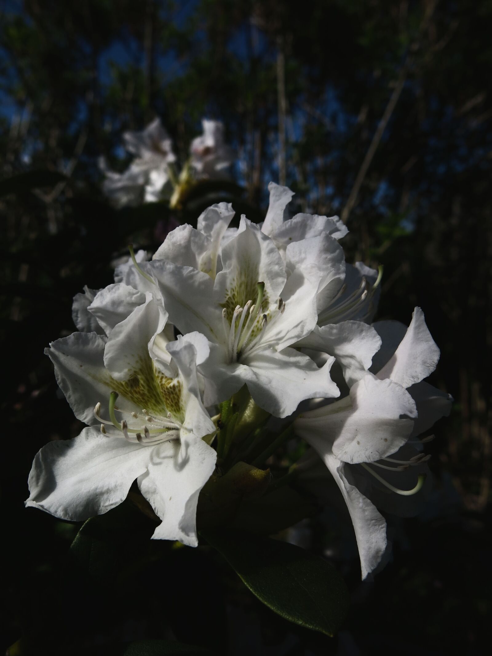 Canon PowerShot G15 sample photo. Rhododendron, rhododendron park, white photography