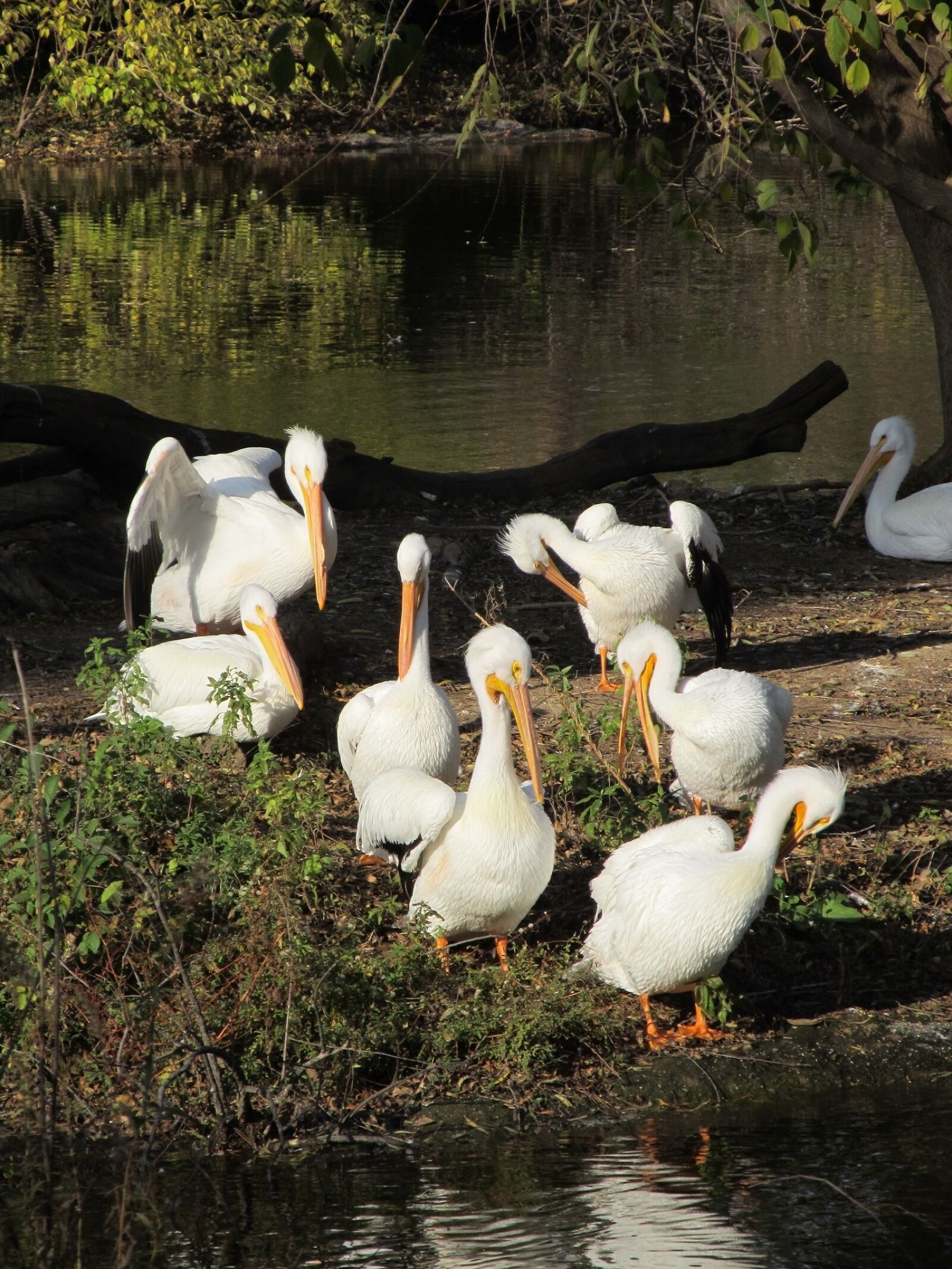 Canon PowerShot SX130 IS sample photo. Pelicans, flock, birds photography
