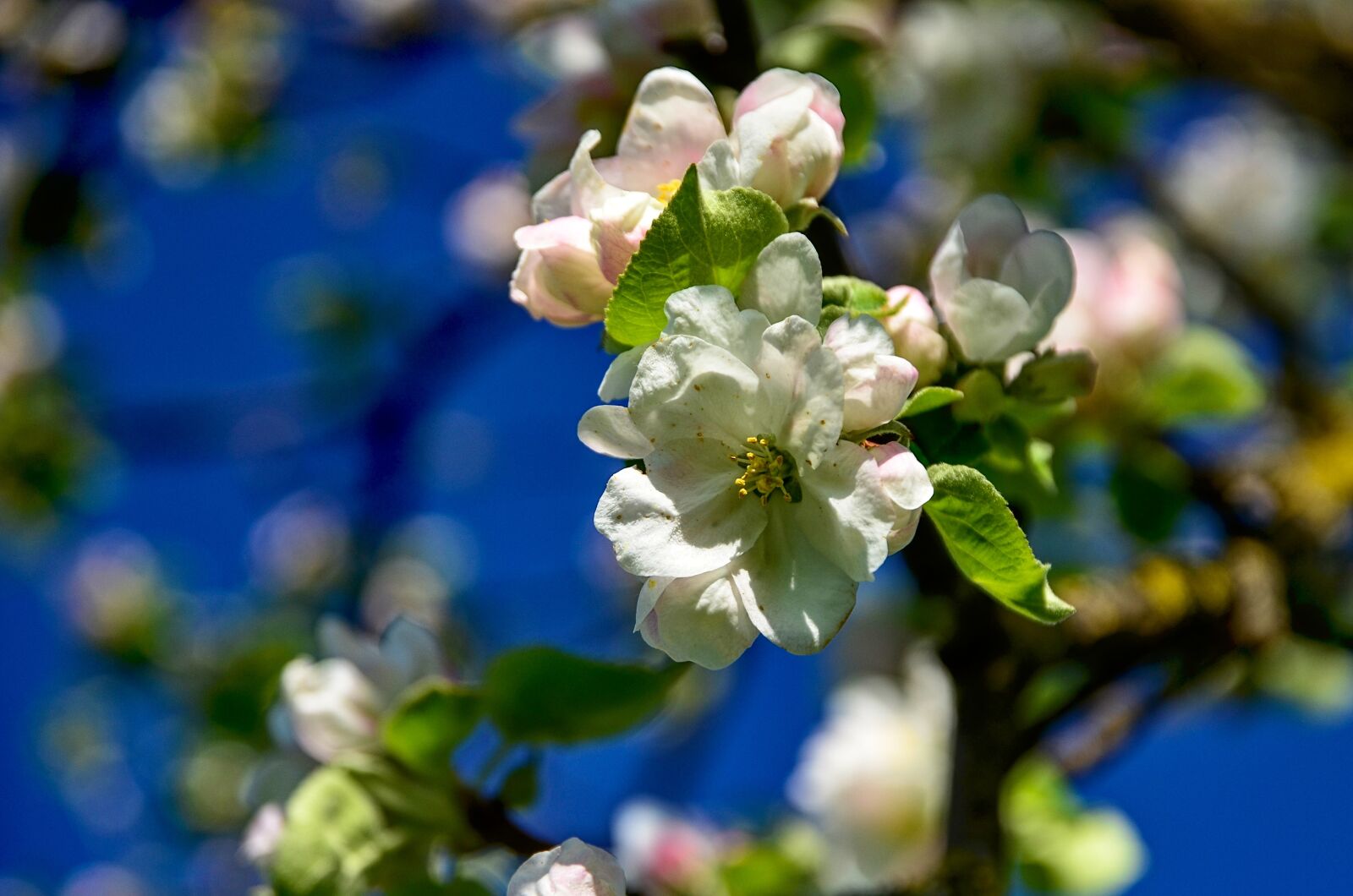 Nikon D7000 sample photo. Flowers, branch, spring photography