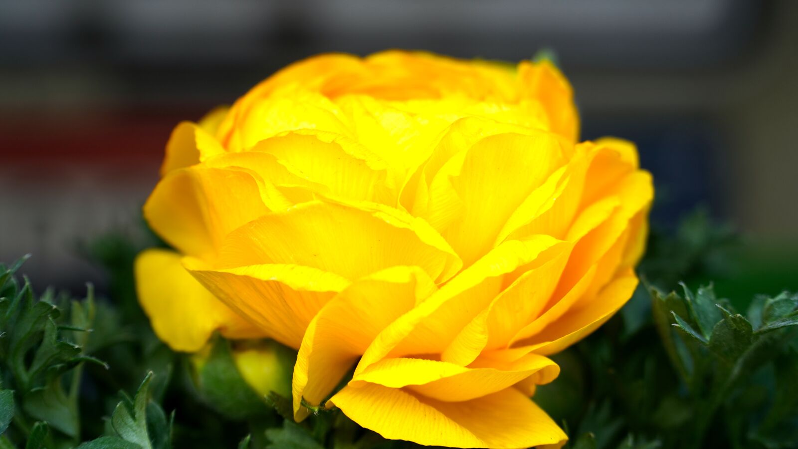 Sony E PZ 18-105mm F4 G OSS sample photo. Ranunculus, blossom, bloom photography