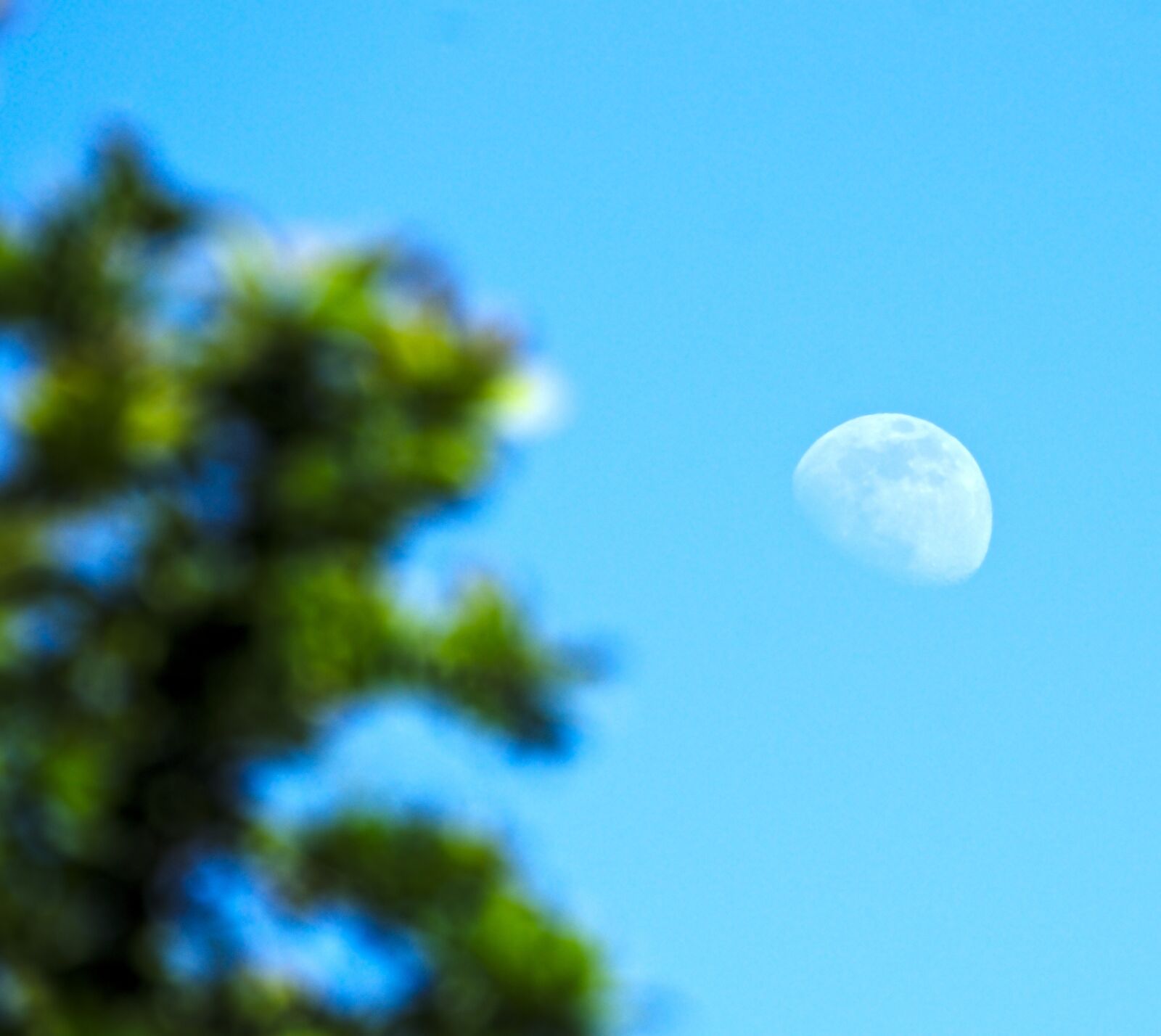 Sony FE 70-300mm F4.5-5.6 G OSS sample photo. Moon, tree, blue sky photography