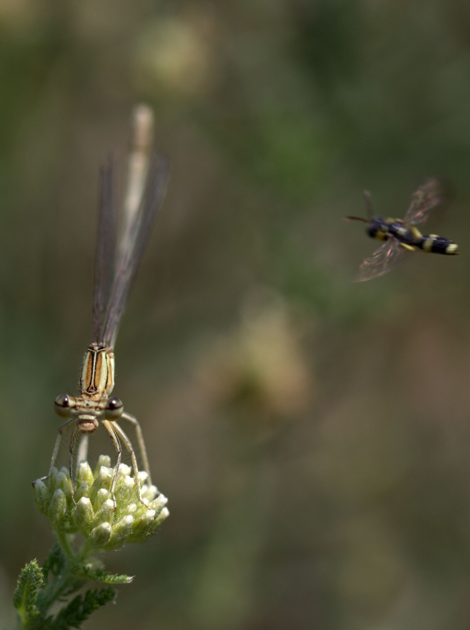 Canon EF-S 60mm F2.8 Macro USM sample photo. Dragonfly, insecta, wings photography