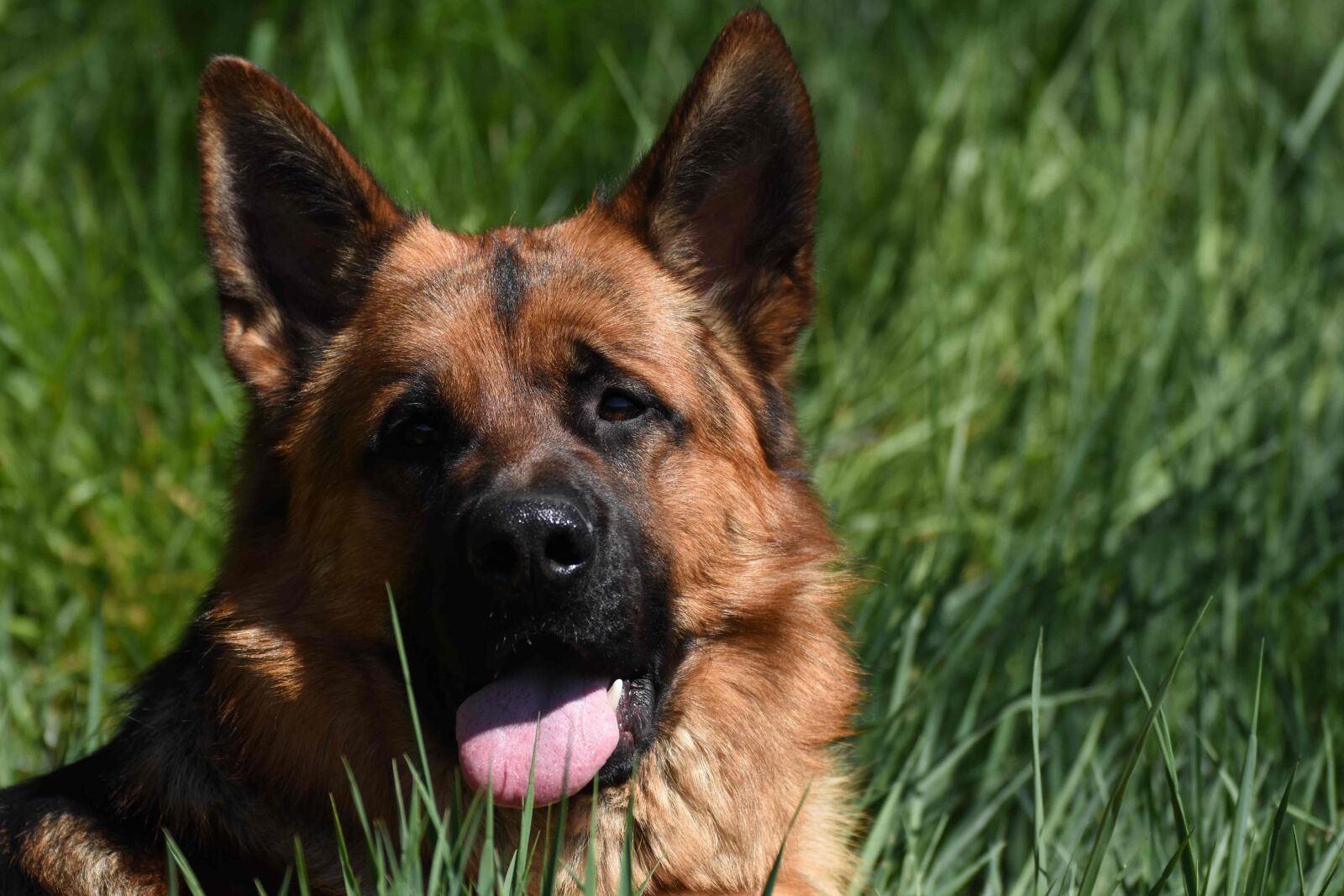 Nikon D7200 sample photo. Dog, sch fer, german photography