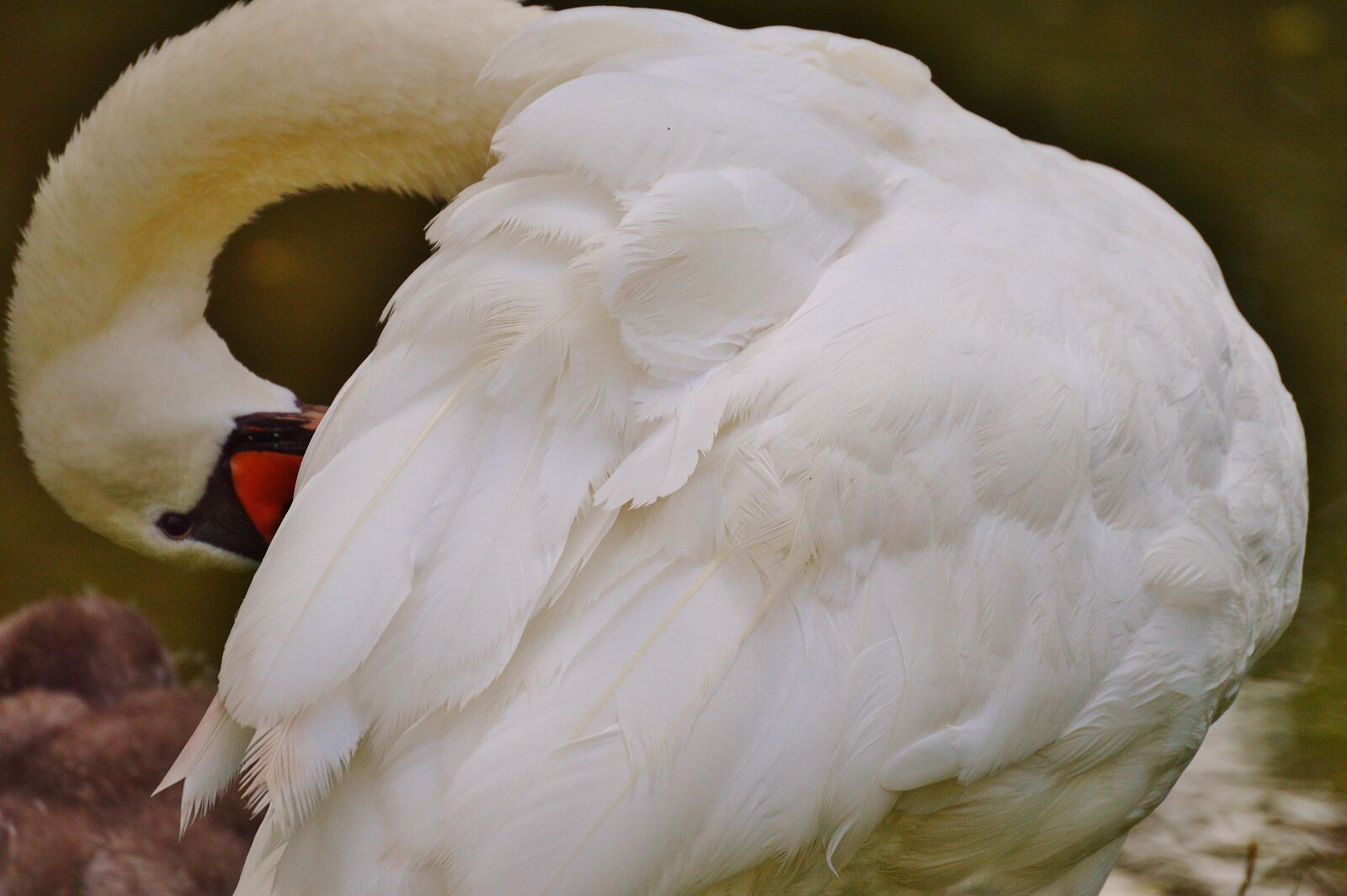 Nikon D3200 sample photo. Swan, white, bird photography