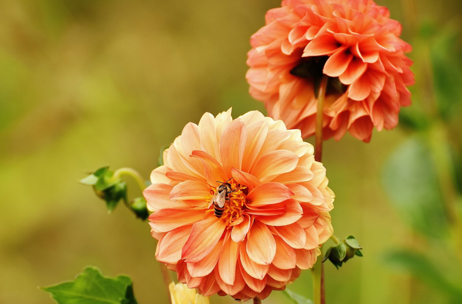 Nikon D7200 sample photo. Dahlia, dahlias, autumn photography