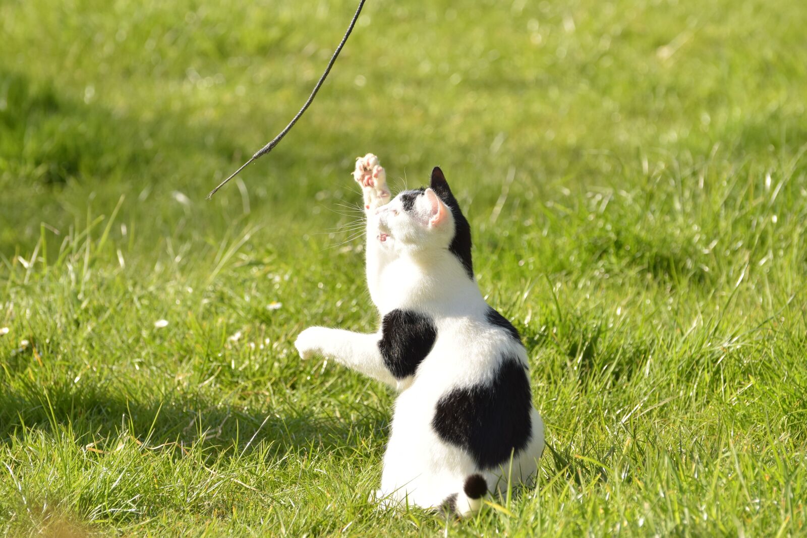 Nikon D5300 sample photo. Cat, young, domestic cat photography